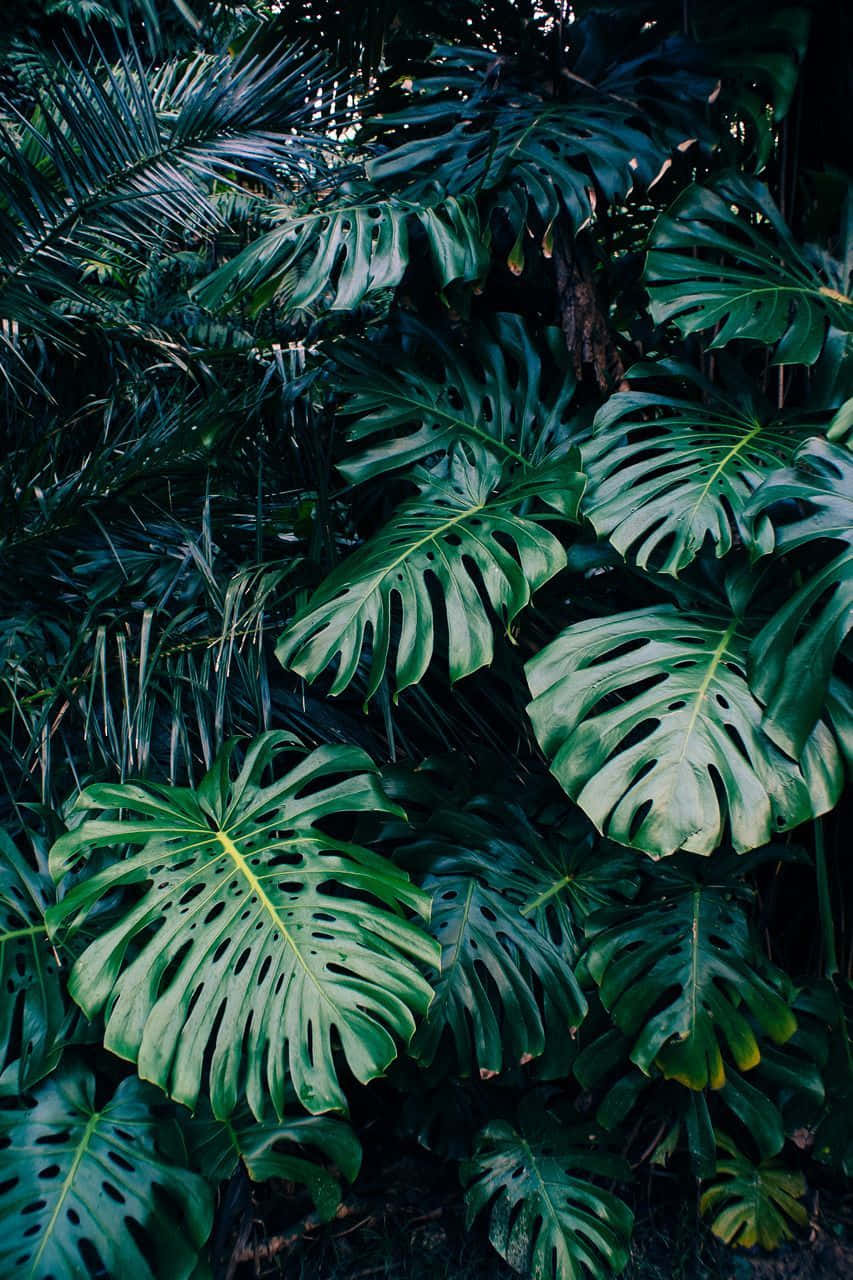 Tropical Plants, monstera leaves, palm fronds, HD Phone Wallpaper