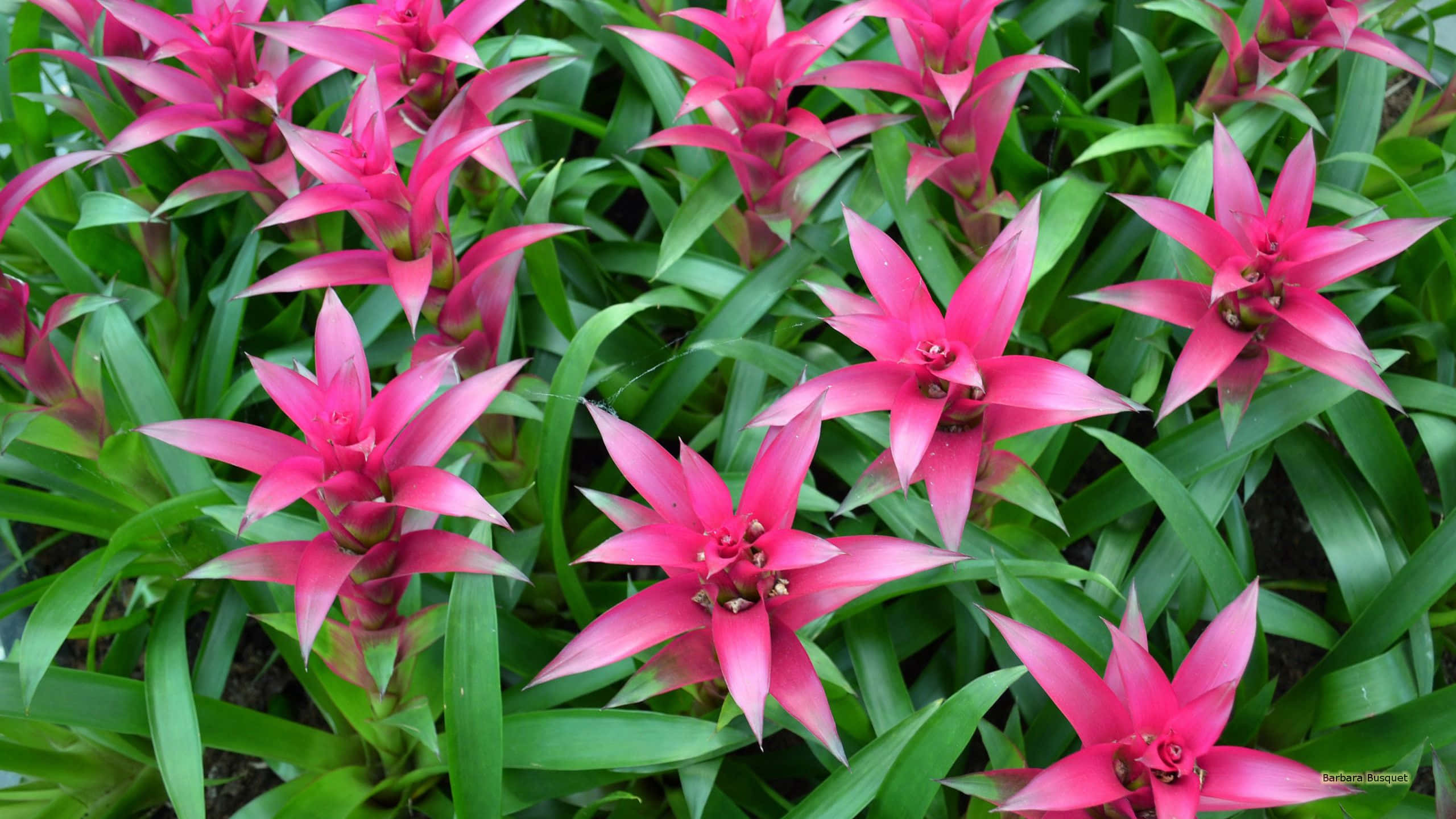 Tropical Plants, pink bromeliad, lush green leaves, 2K Desktop Wallpaper