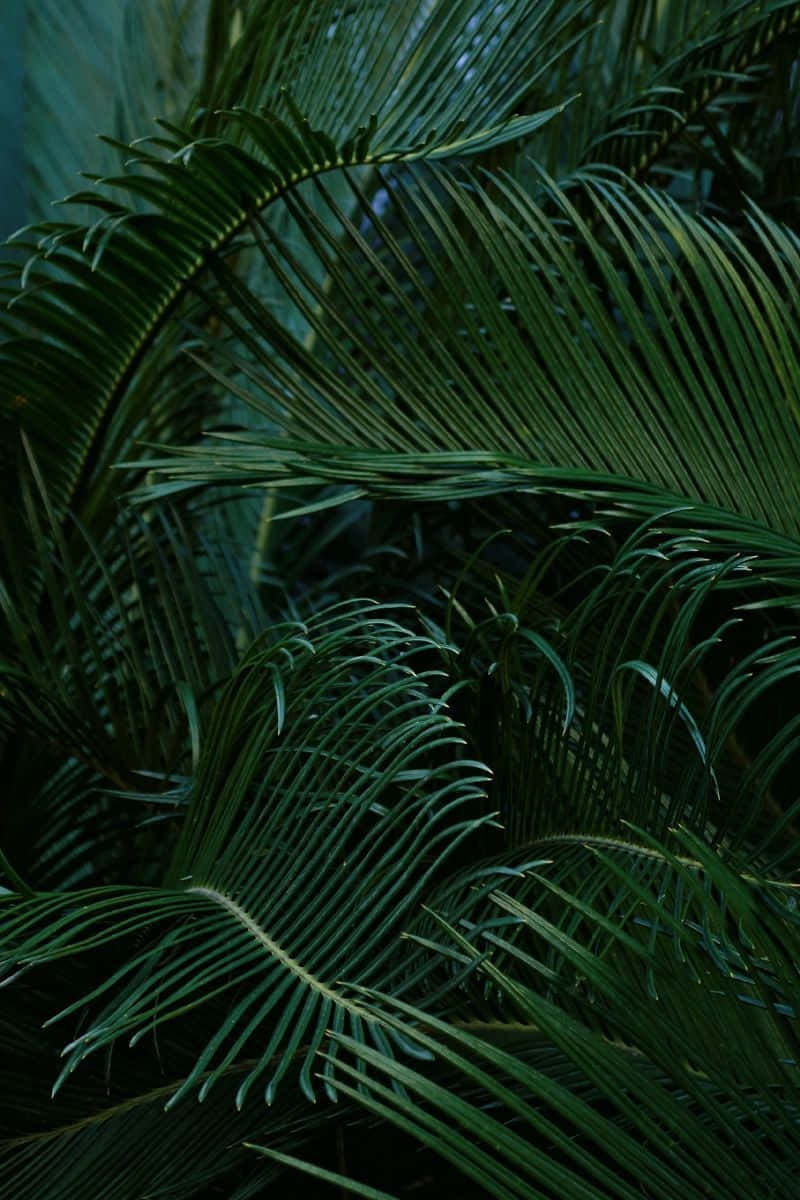 Tropical Plants, green palm leaves, dark green palm fronds, SD Phone Wallpaper