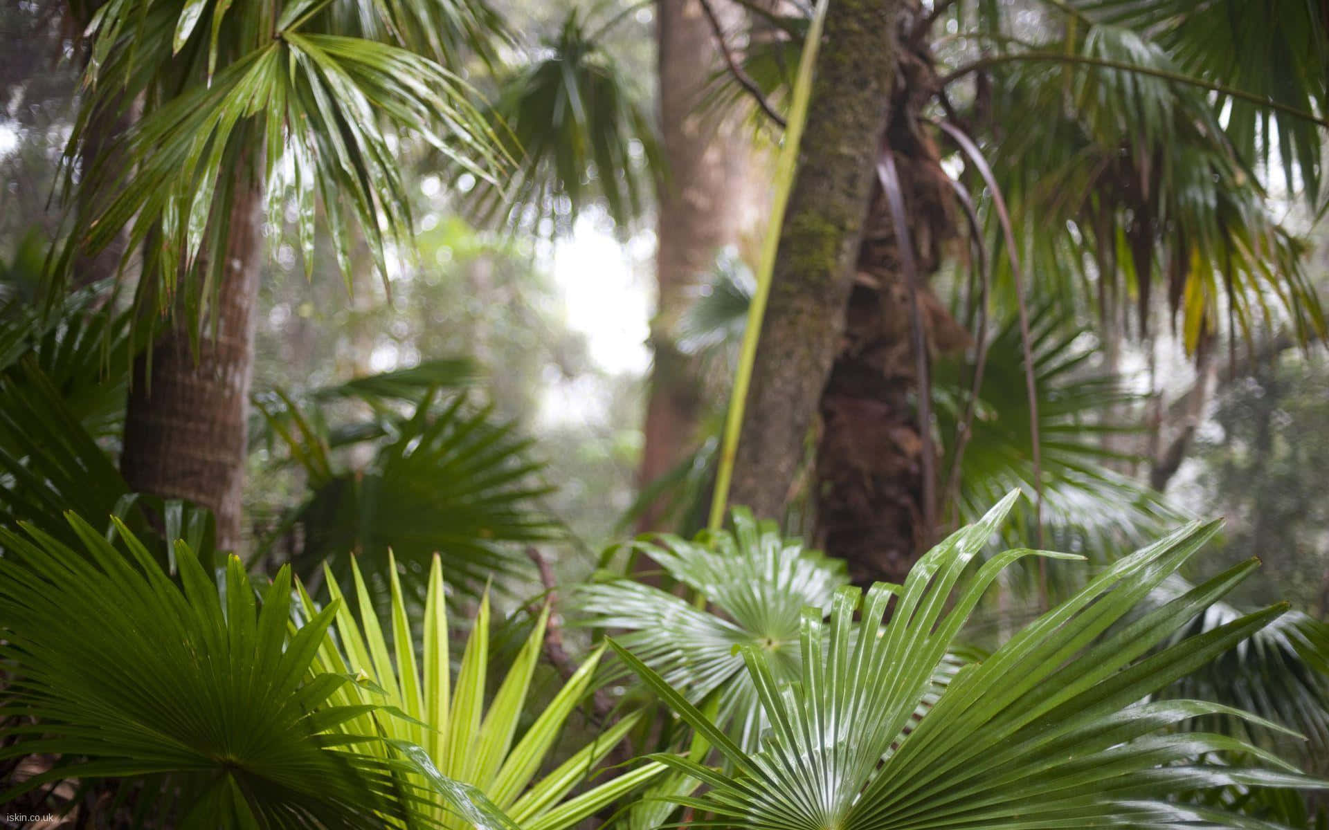 Tropical Plants, Anahaw Leaves, sunlight, Full HD Desktop Wallpaper