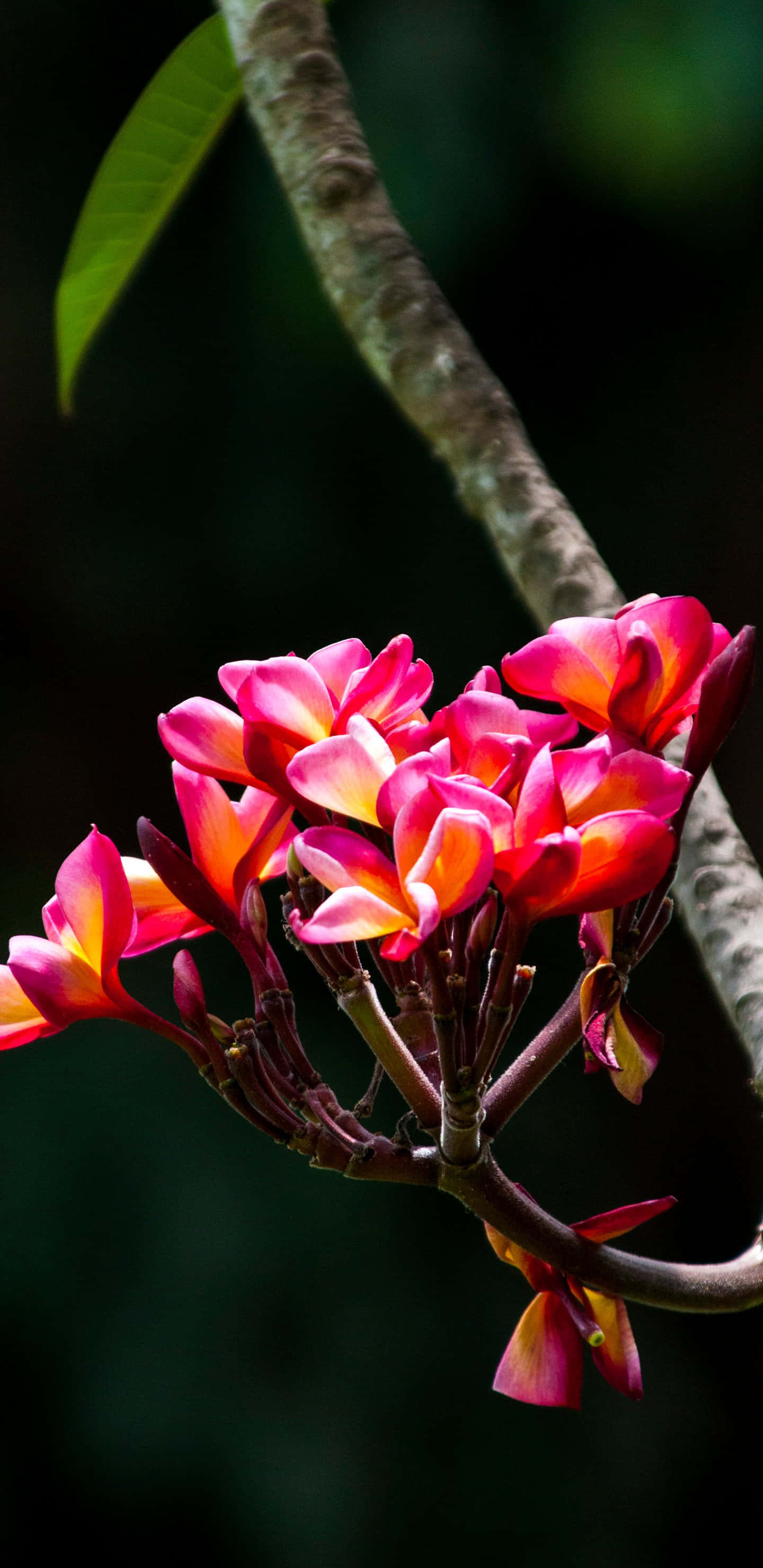 Tropical Pink Orchid Plants, pink, orange, 2K Phone Wallpaper