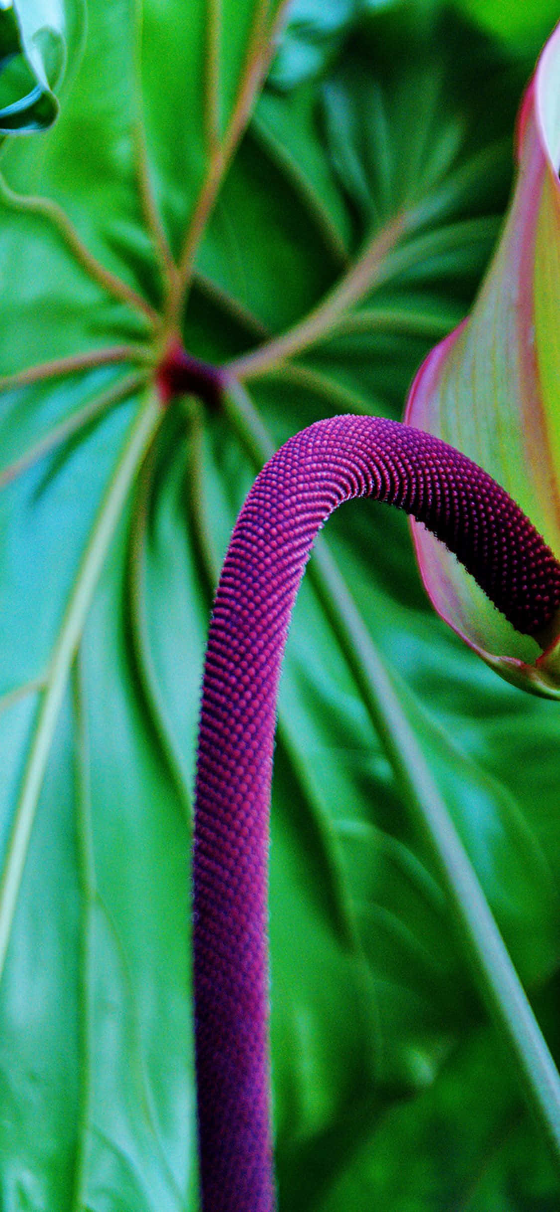 Tropical Purple Chenile Plants, vibrant purple spadix, lush green anthurium leaf, Full HD Phone Wallpaper