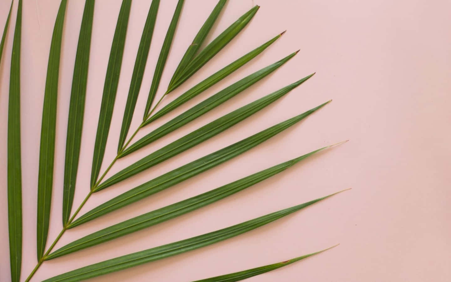 palm leaf, vibrant green, soft pink background, HD Desktop Wallpaper
