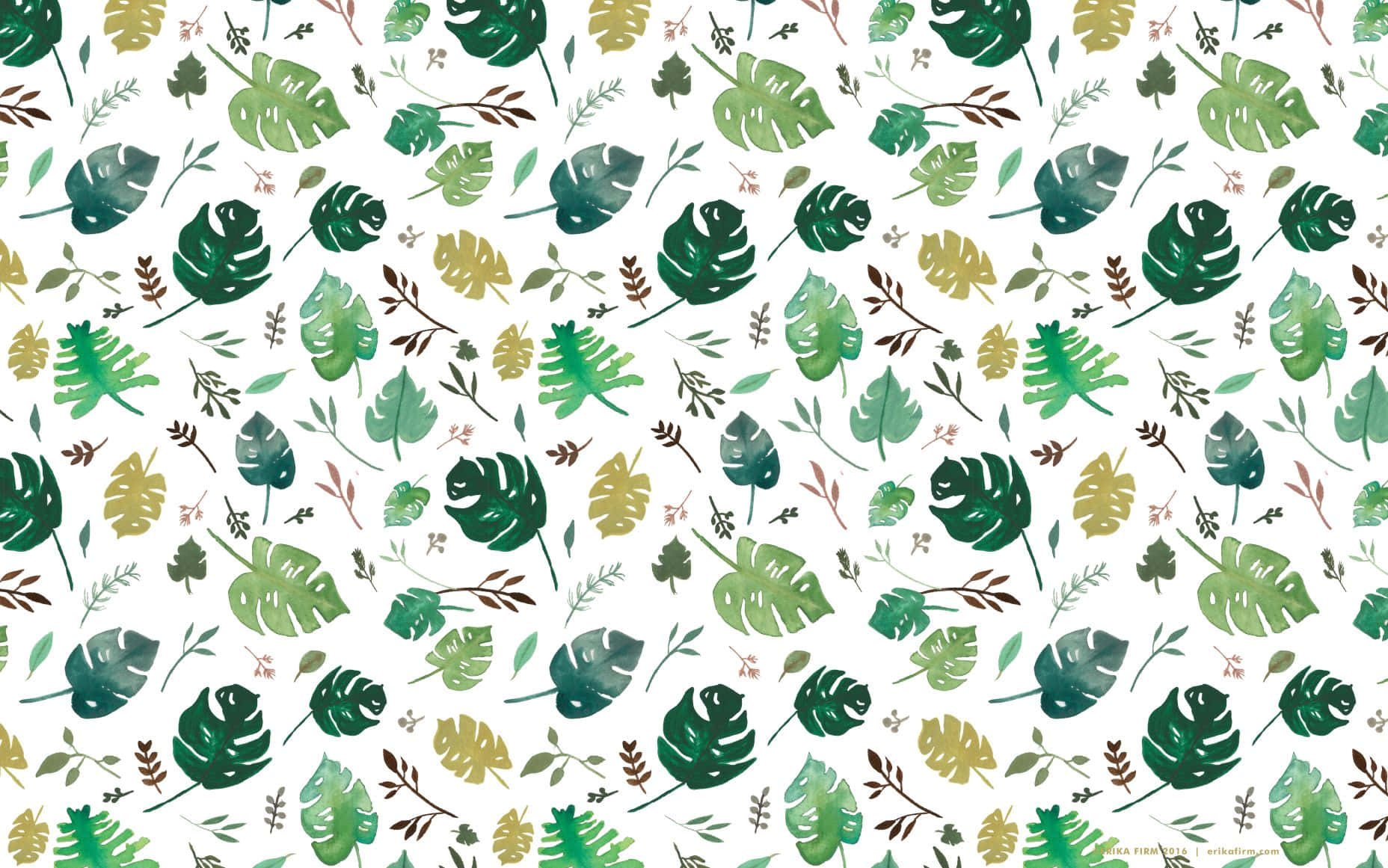 tropical plants, monstera, ferns, HD Desktop Wallpaper