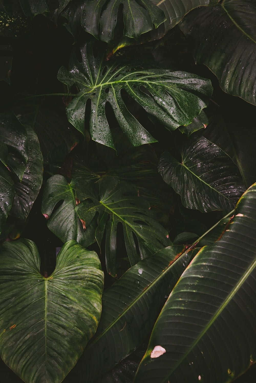 Tropical Plants, glossy leaves, raindrops, HD Phone Wallpaper