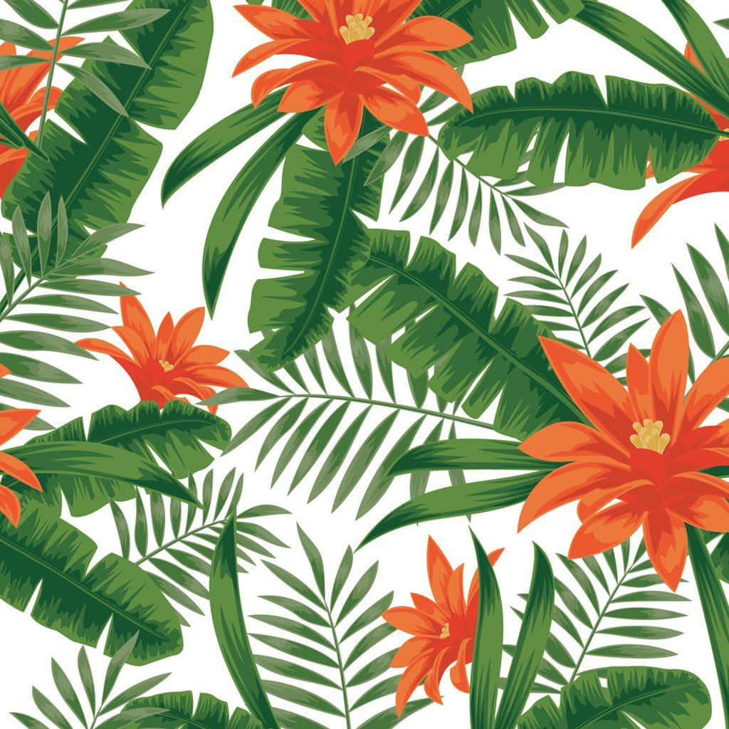 Tropical Plants, Orange Lilies, Vibrant orange, SD Desktop Wallpaper