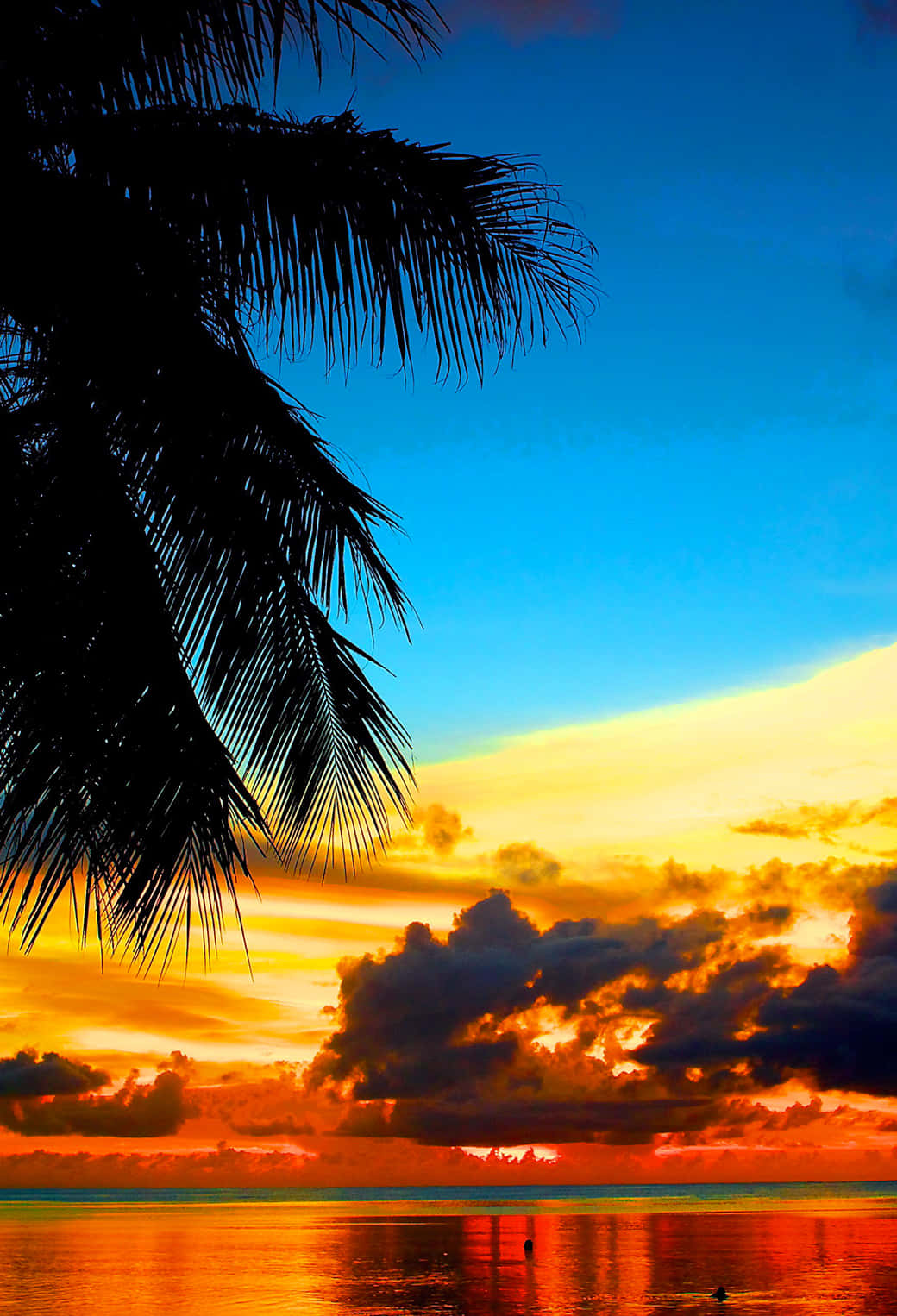 Tropical Sunset, palm fronds, vibrant sunset, HD Phone Wallpaper