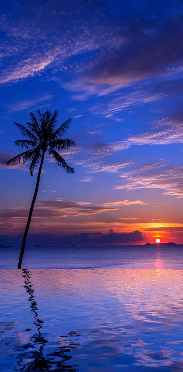 Tropical Sunset, palm tree, tranquil water, HD Phone Wallpaper