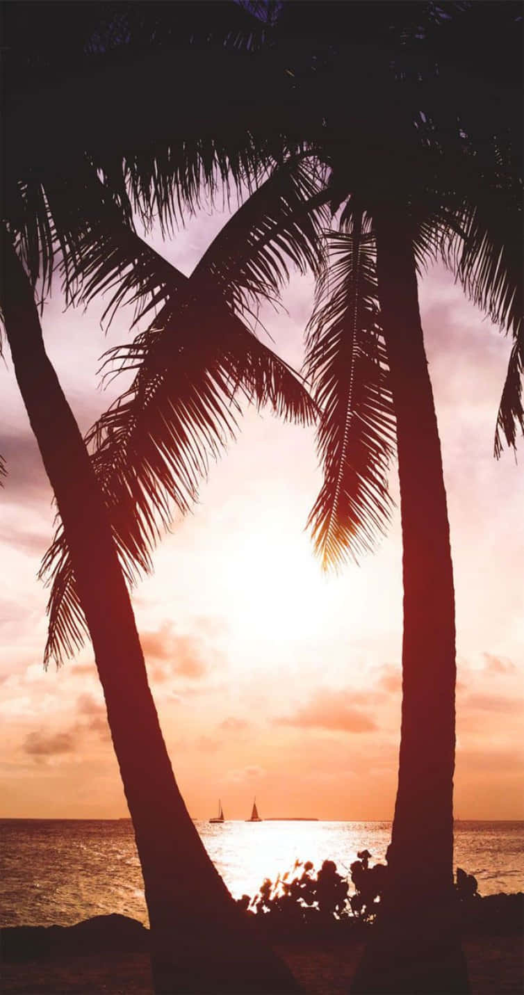 Tropical Sunset, palm trees, sunset, HD Phone Wallpaper
