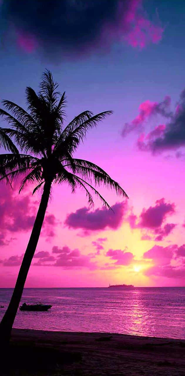 Tropical Sunset, violet light, pink and purple sunset, HD Phone Wallpaper
