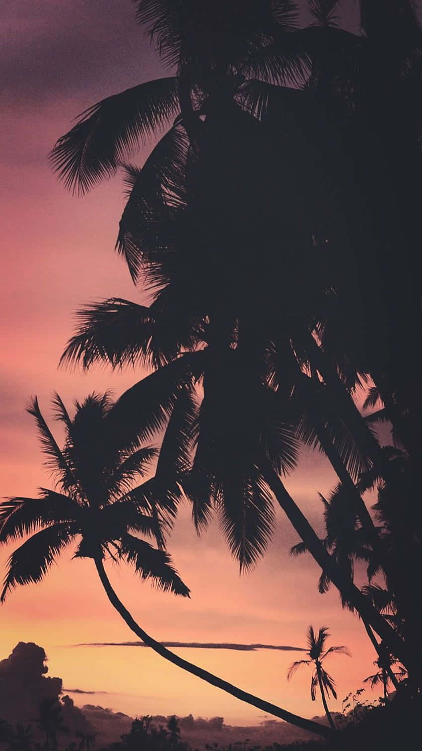 Tropical Sunset, palm trees, vibrant pink and orange sunset, HD Phone Wallpaper