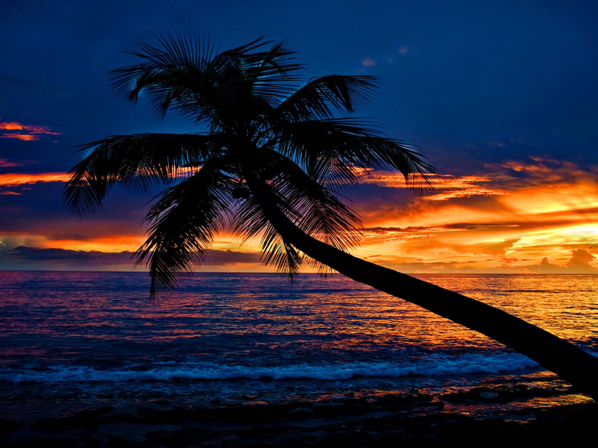 Tropical Sunset, palm tree, sunset, Full HD Desktop Wallpaper