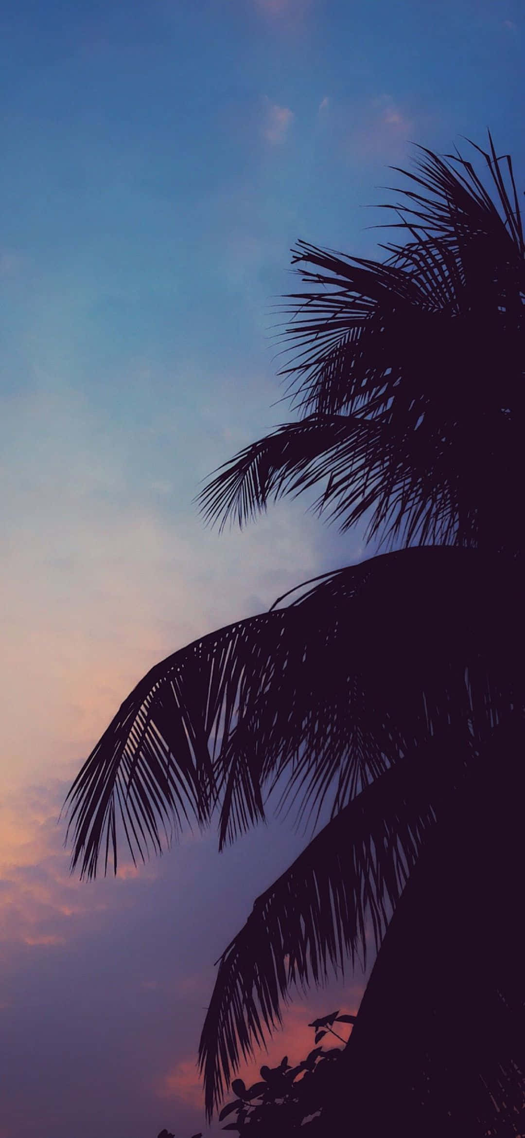 Tropical Sunset, palm fronds, twilight sky, Full HD Phone Wallpaper