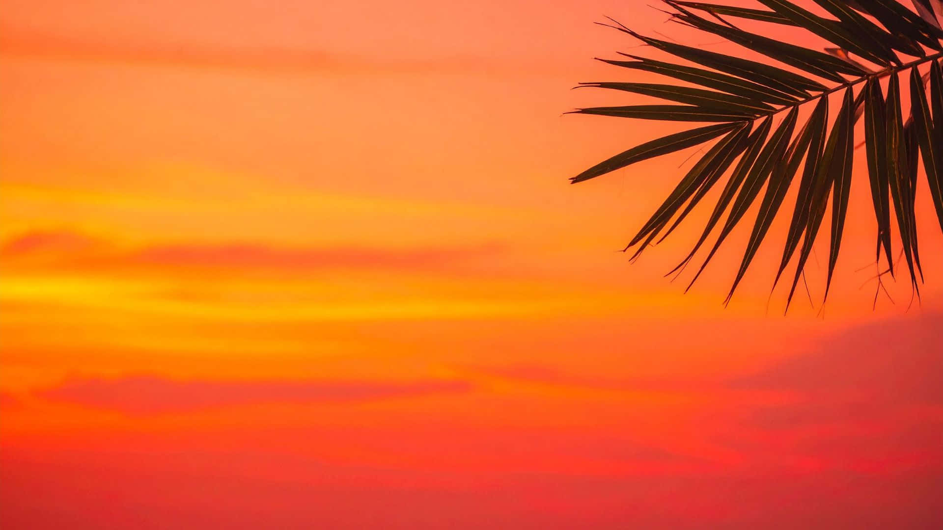 palm leaf silhouette, sunset, fiery orange, Full HD Desktop Wallpaper