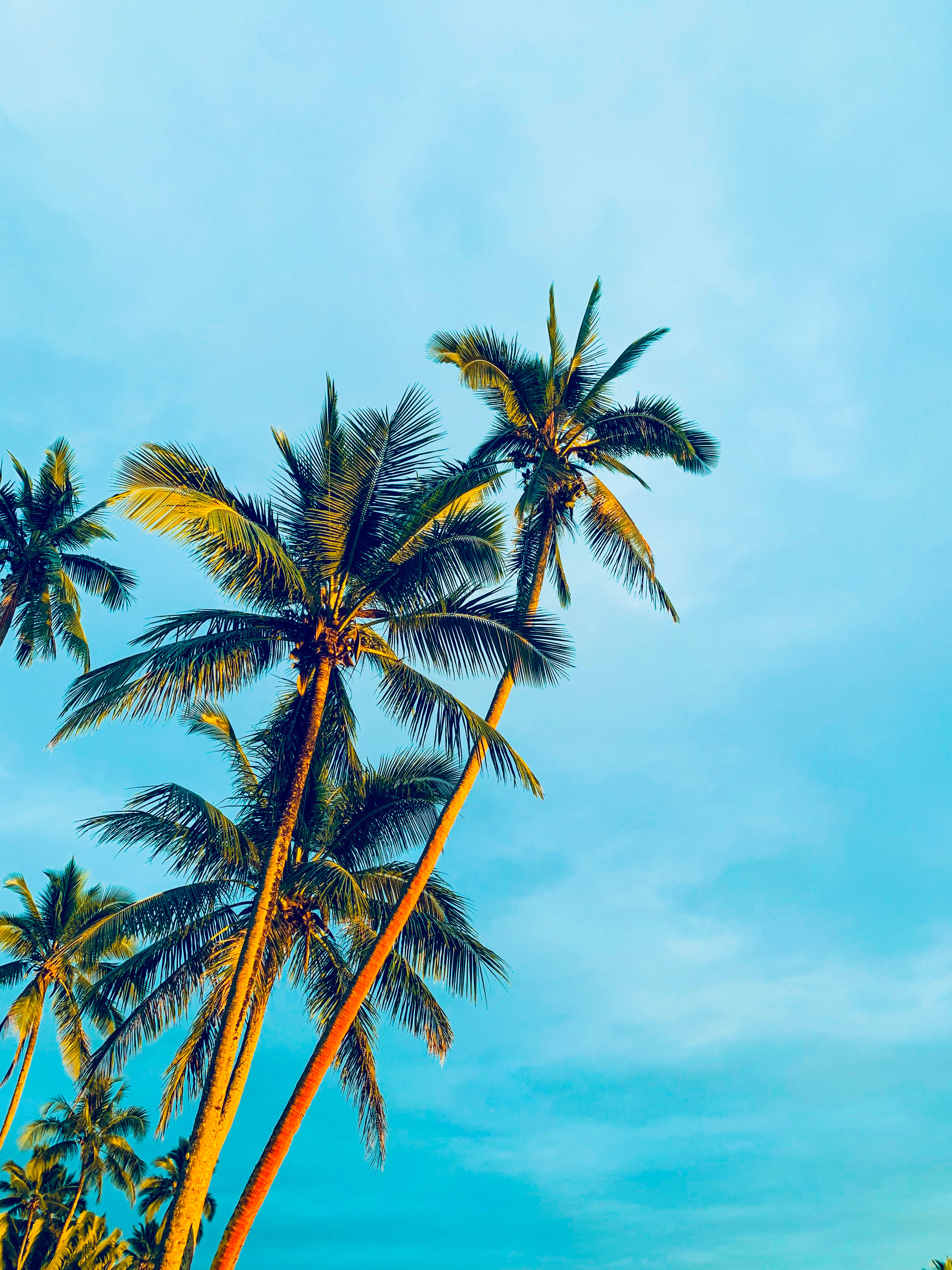 palm trees, golden trunks, green fronds, 4K Phone Wallpaper