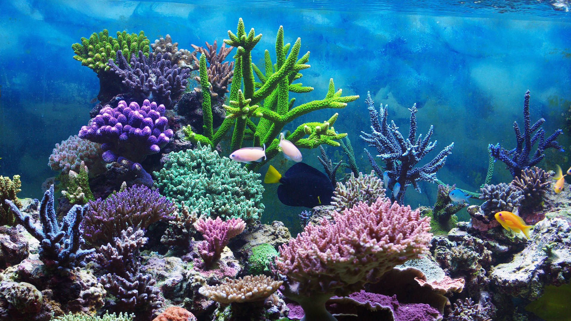 pure black tropical fish, coral reef, purple green and pink corals, Full HD Desktop Wallpaper