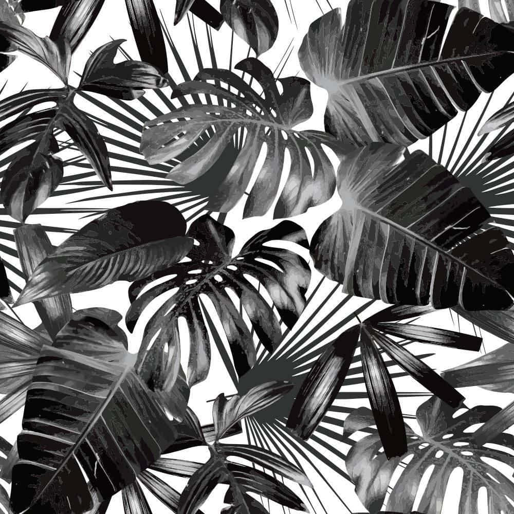 black and white palm tree, tropical leaves, intricate veins, SD Desktop Wallpaper