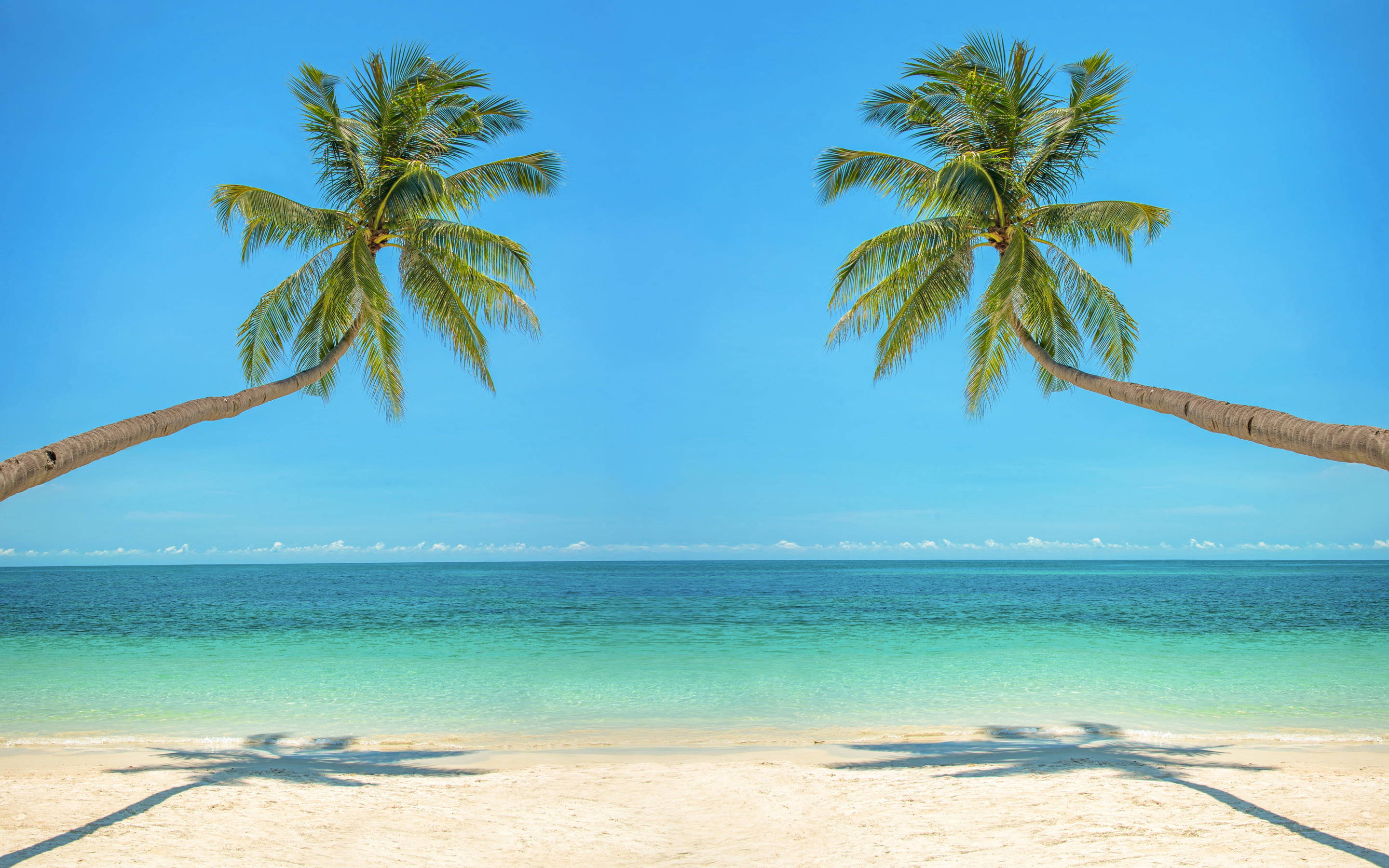 two bent palm trees, turquoise ocean, clear blue sky, 2K Desktop Wallpaper