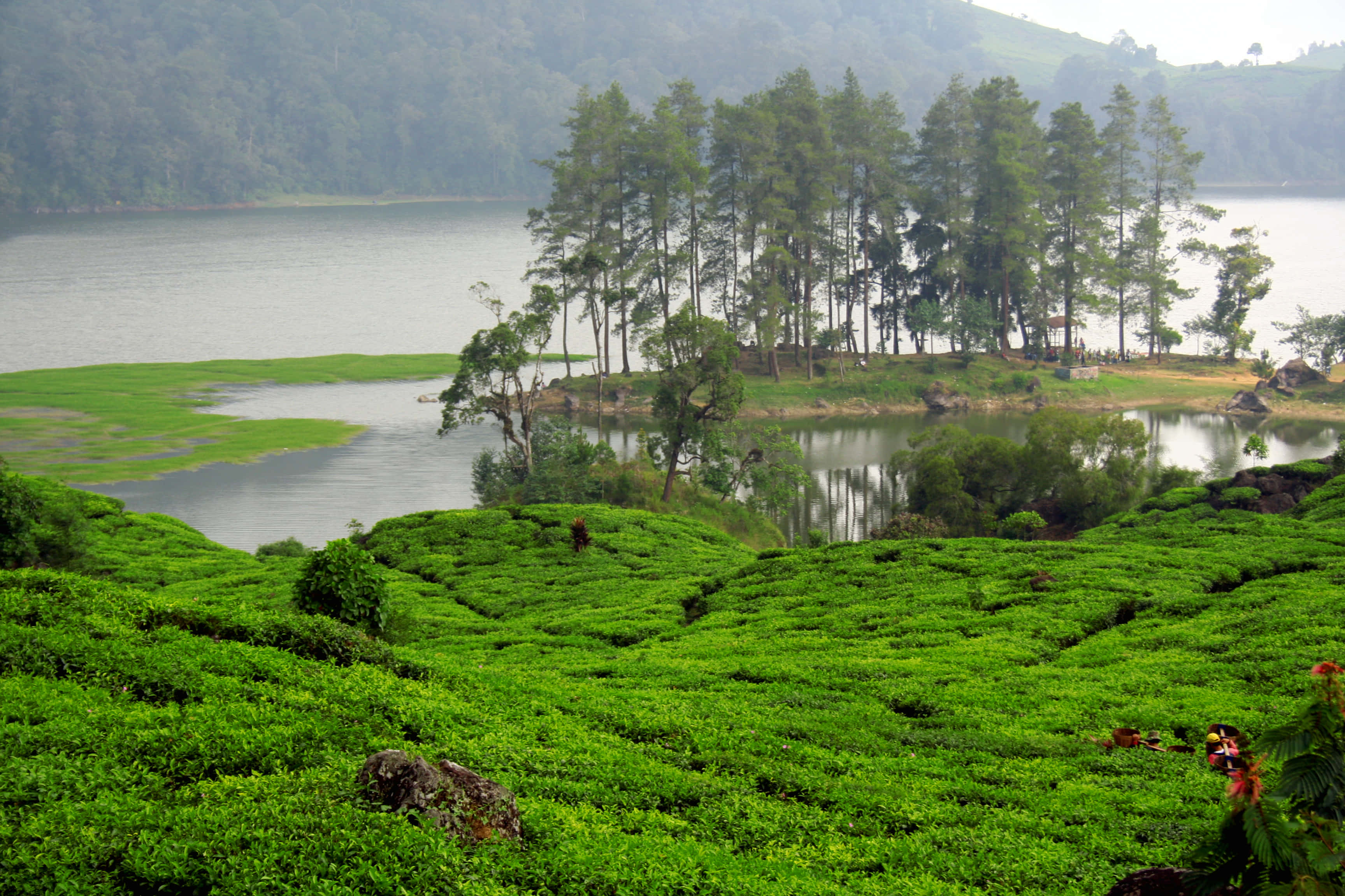 lake, tea plantation, emerald tea plantations, 2K Desktop Wallpaper