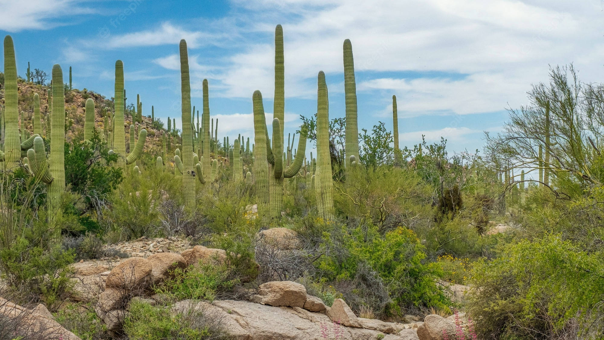 Tucson, saguaro cacti, rocky desert terrain, Full HD Desktop Wallpaper