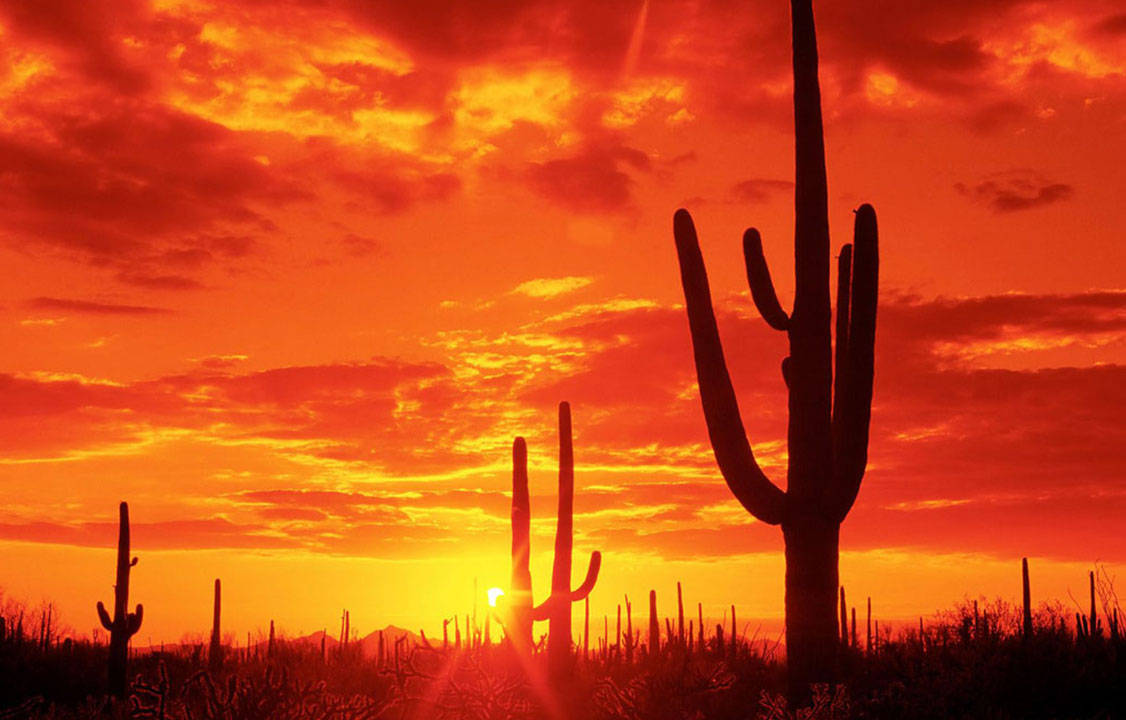 Tucson, desert sunset, saguaro cacti, SD Desktop Wallpaper