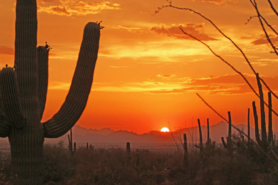 Tucson, saguaro cactus, fiery orange sunset, SD Desktop Wallpaper