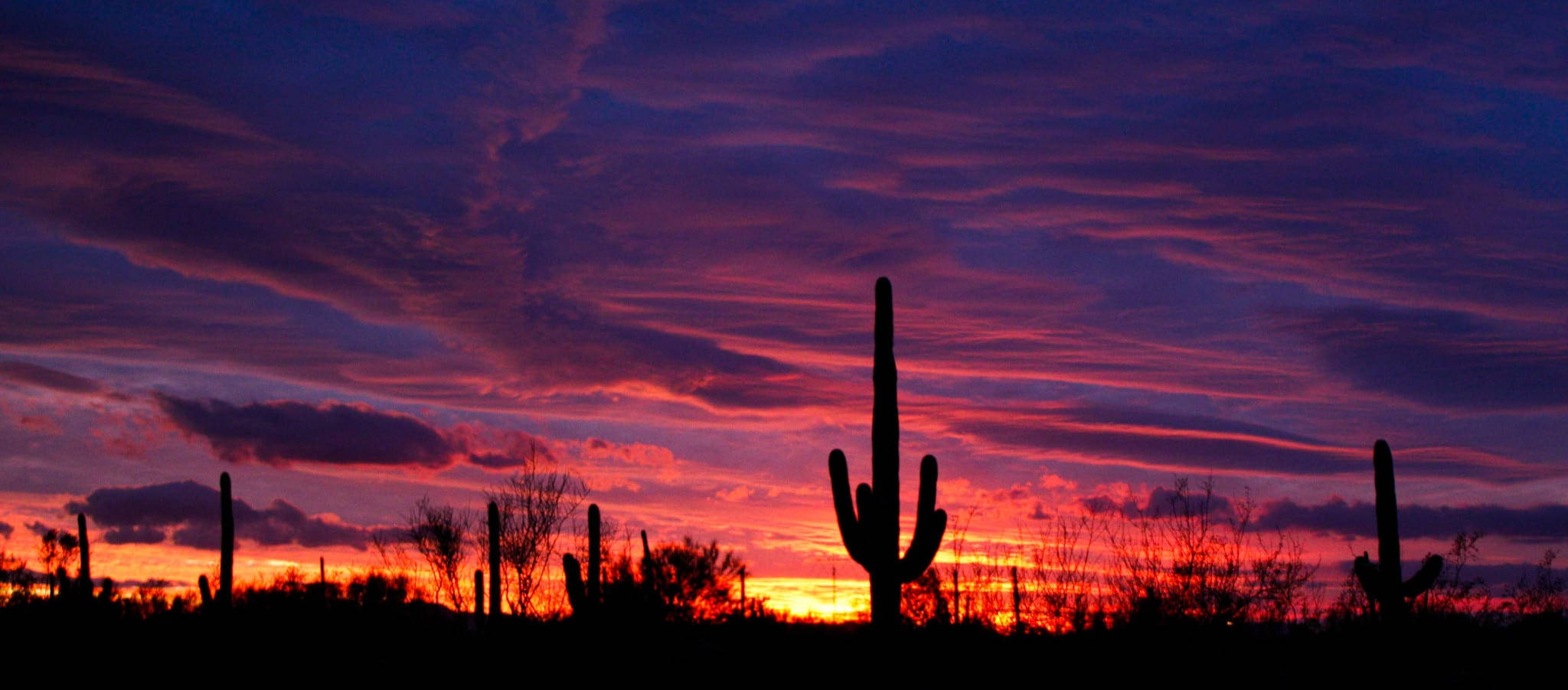 Tucson, saguaro cacti, fiery sunset sky, Full HD Desktop Wallpaper