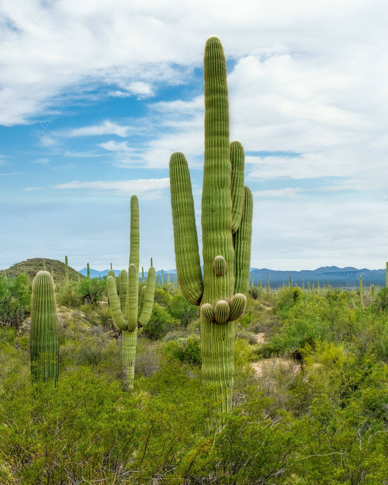 Tucson, saguaro cactus, desert landscape, Full HD Phone Wallpaper