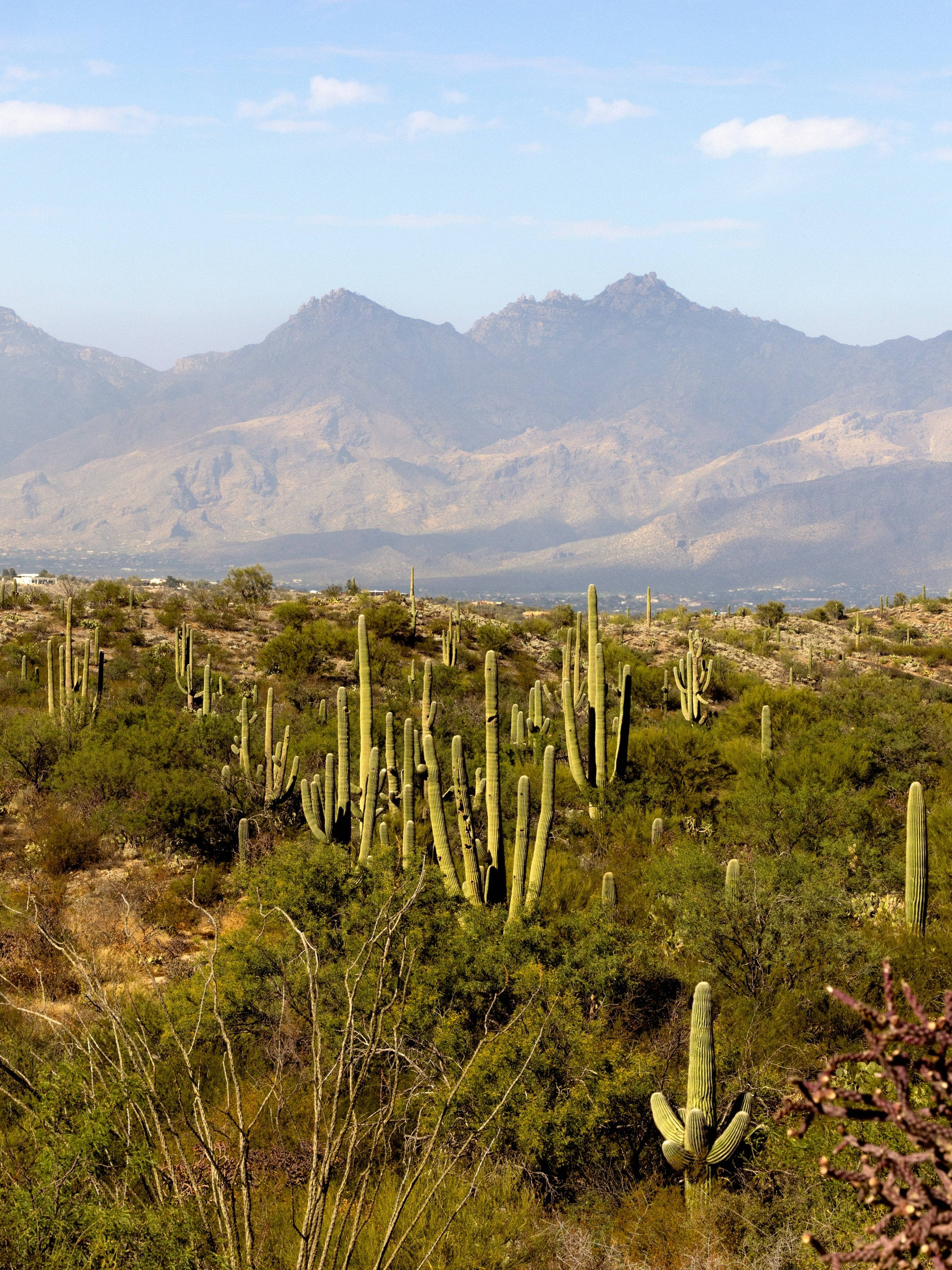 Tucson, saguaro cacti, cholla cacti, 2K Phone Wallpaper