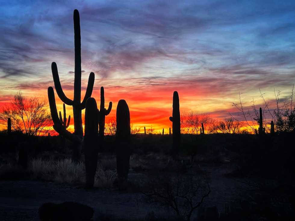 Tucson, saguaro cacti, fiery sunset sky, SD Desktop Wallpaper