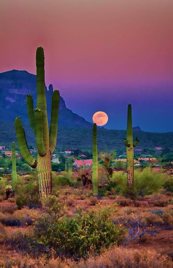 Tucson, purple aesthetic, sunset, SD Phone Wallpaper