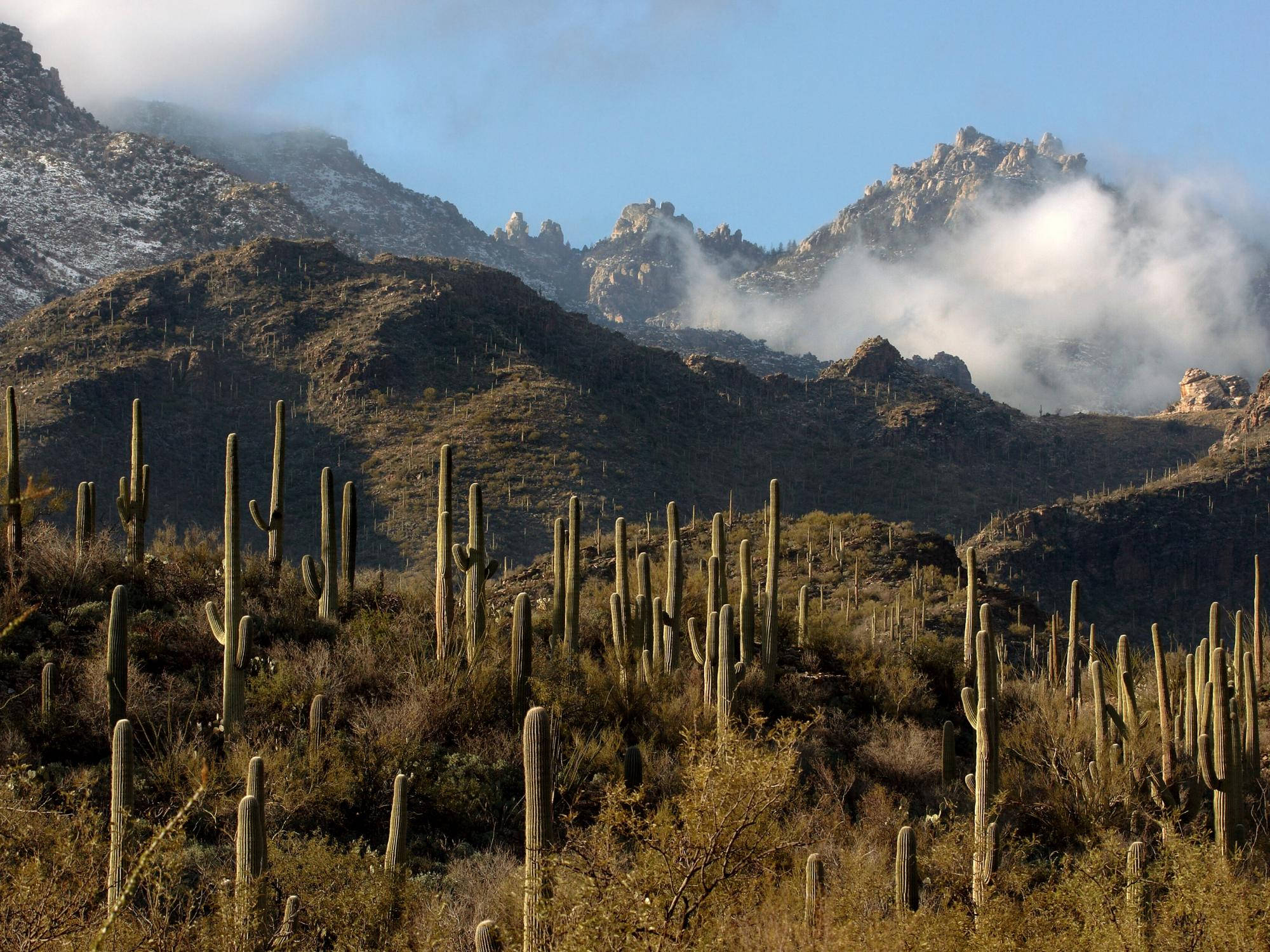 Tucson, saguaro cacti, desert valley, Full HD Desktop Wallpaper