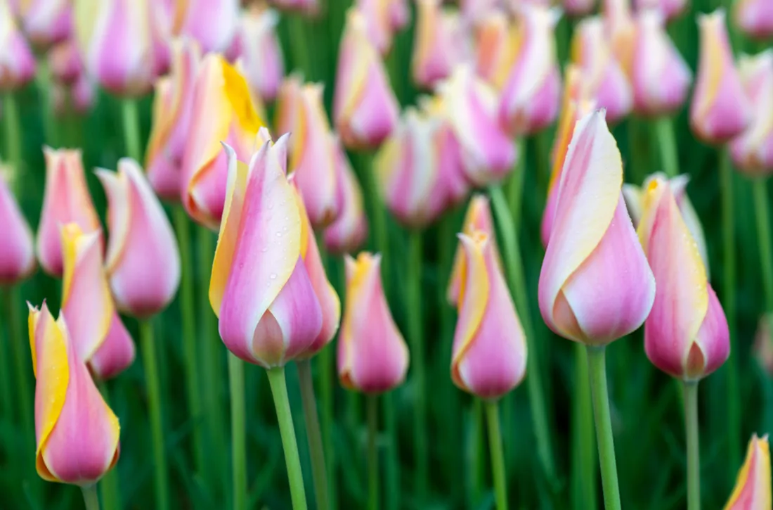 Tulip Field