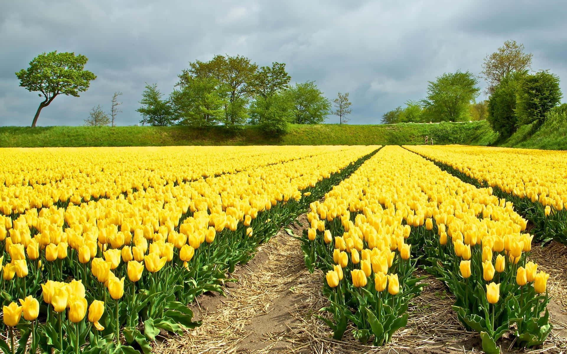 Tulip Field, vibrant yellow tulips, cloudy sky, Full HD Desktop Wallpaper