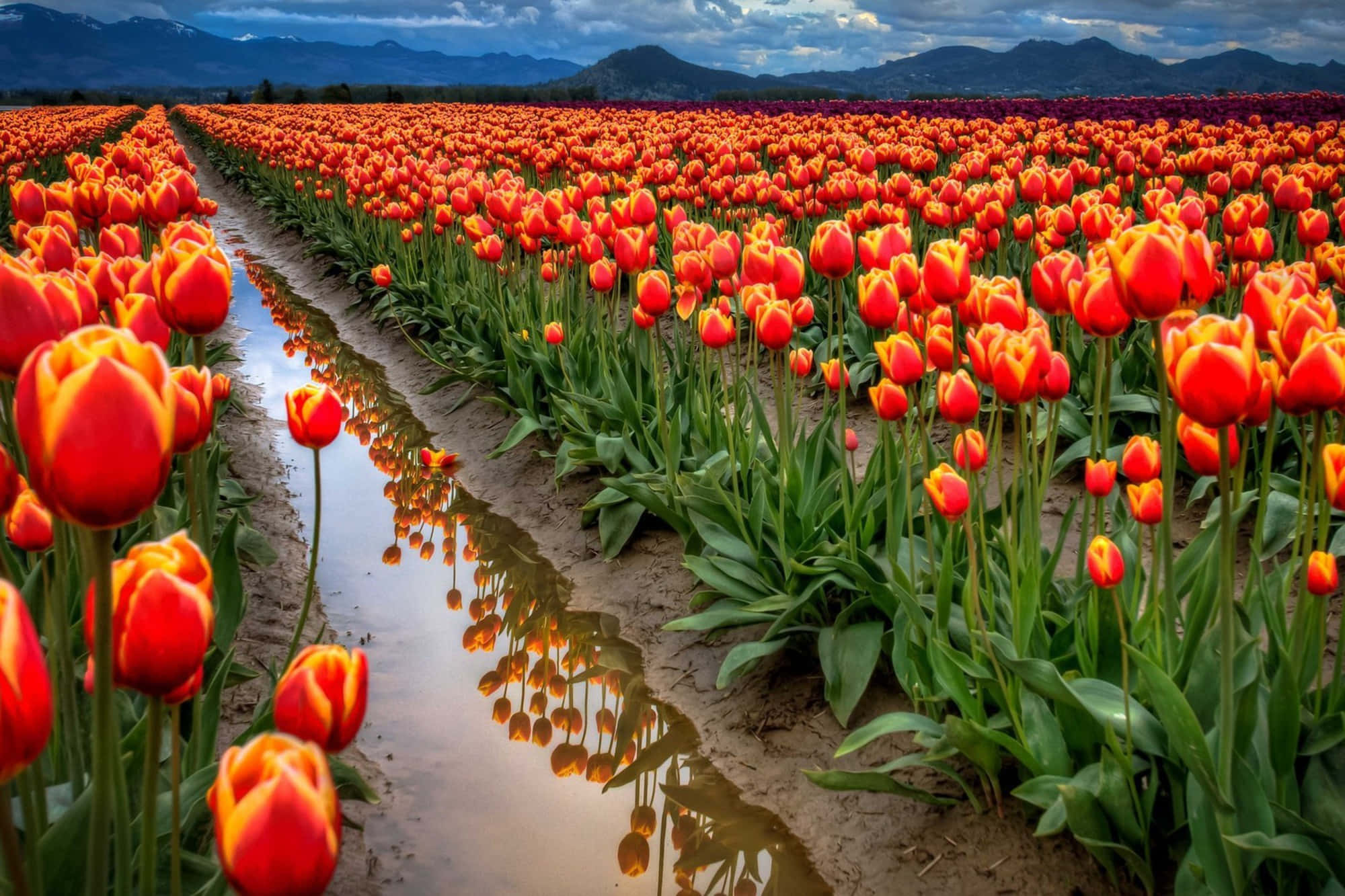 Tulip Field, vibrant red tulips, orange tulips, Full HD Desktop Wallpaper