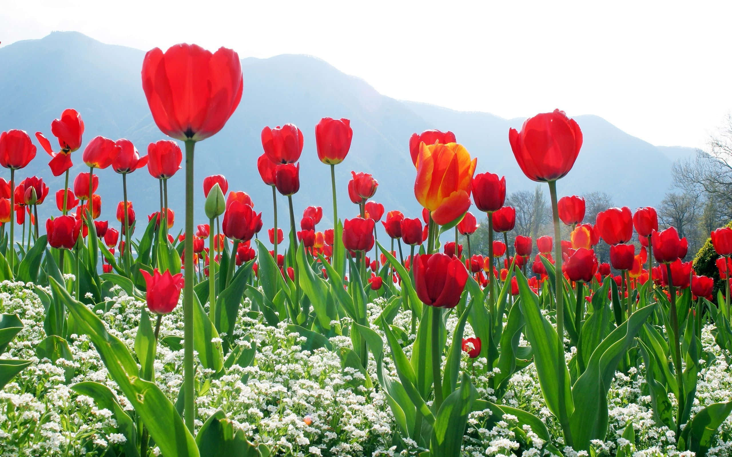 tulip field, red tulips, white flowers, 2K Desktop Wallpaper