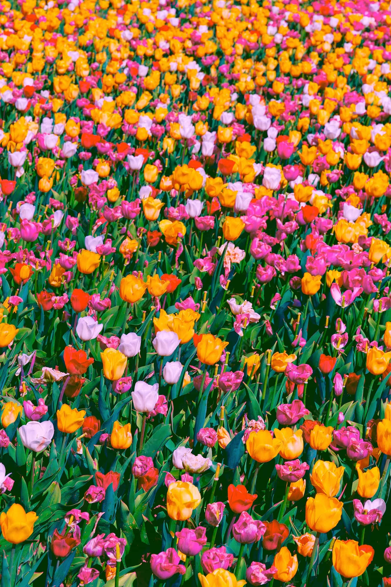 tulip field, orange, pink, Full HD Phone Wallpaper