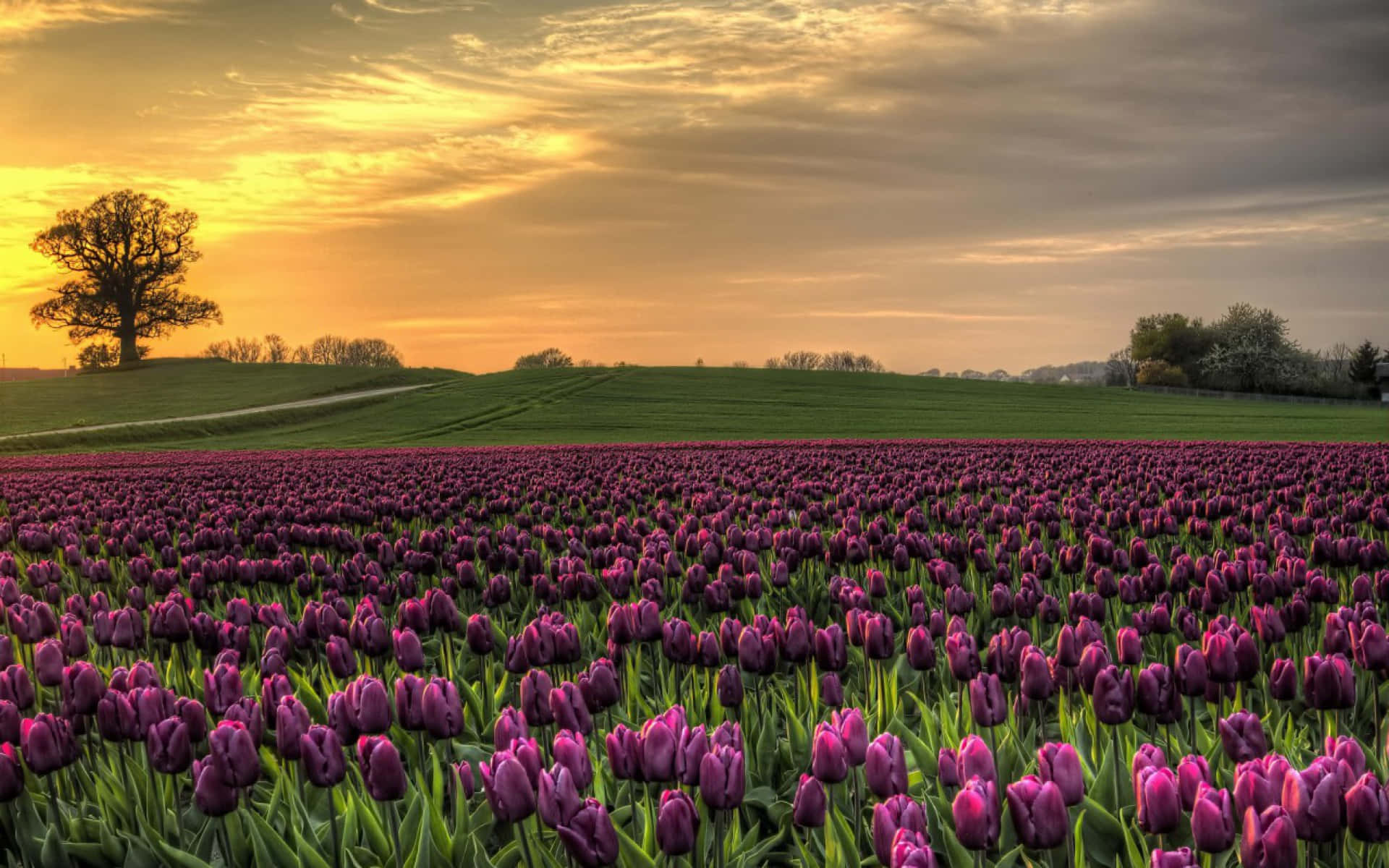 Tulip Field, purple tulips, golden sunset sky, Full HD Desktop Wallpaper