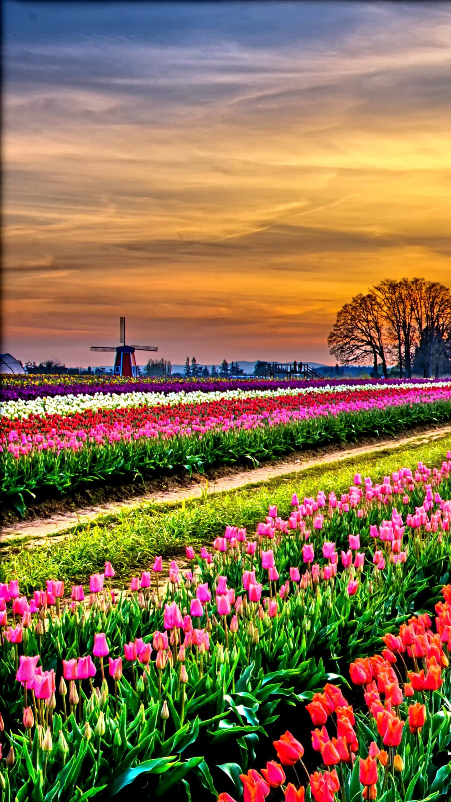 Tulip Field, golden sunset sky, classic windmill, 2K Phone Wallpaper