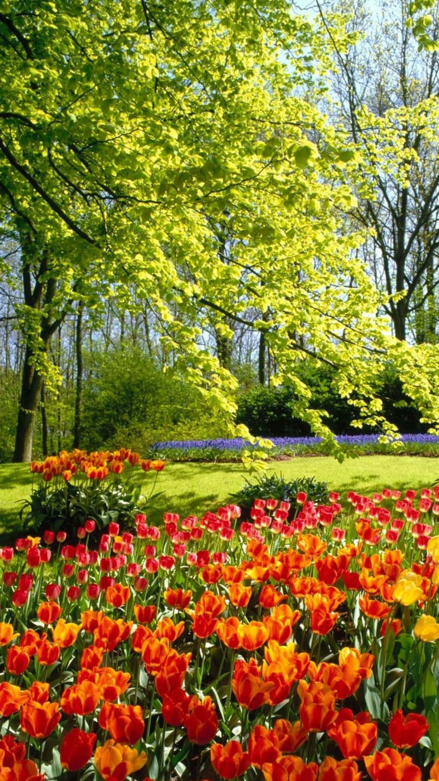 Tulip Field, red orange tulips, fresh lime green leaves, 2K Phone Wallpaper
