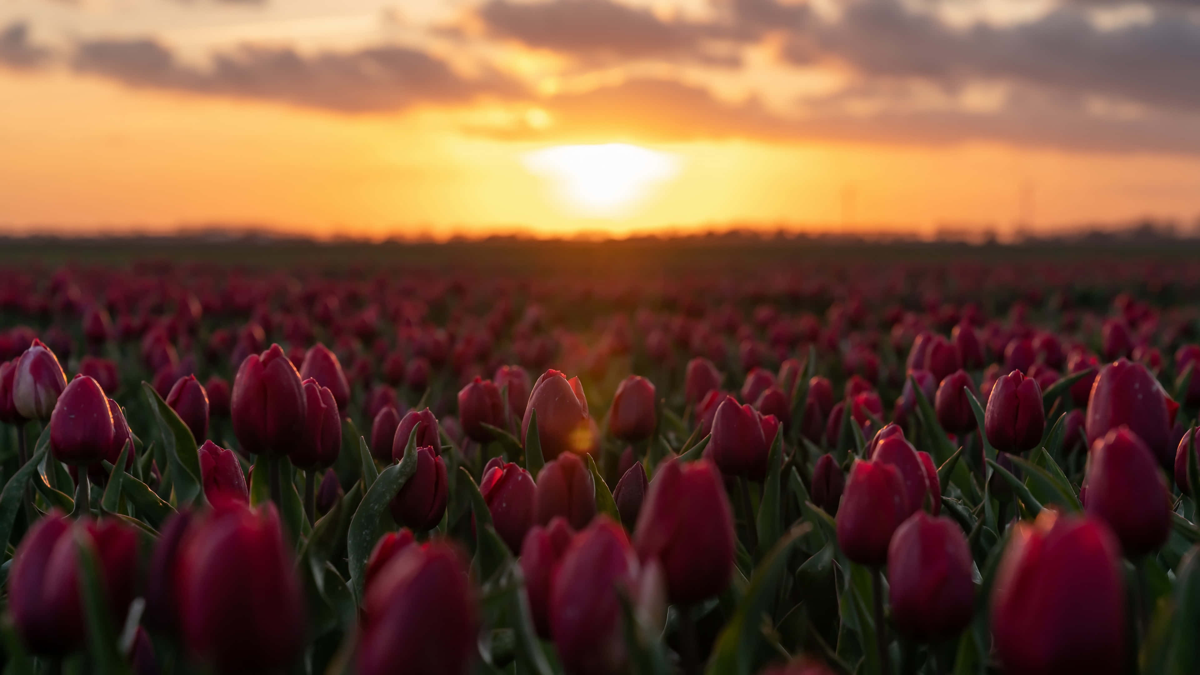 Tulip Field, deep red tulips, golden sunset light, 4K Desktop Wallpaper