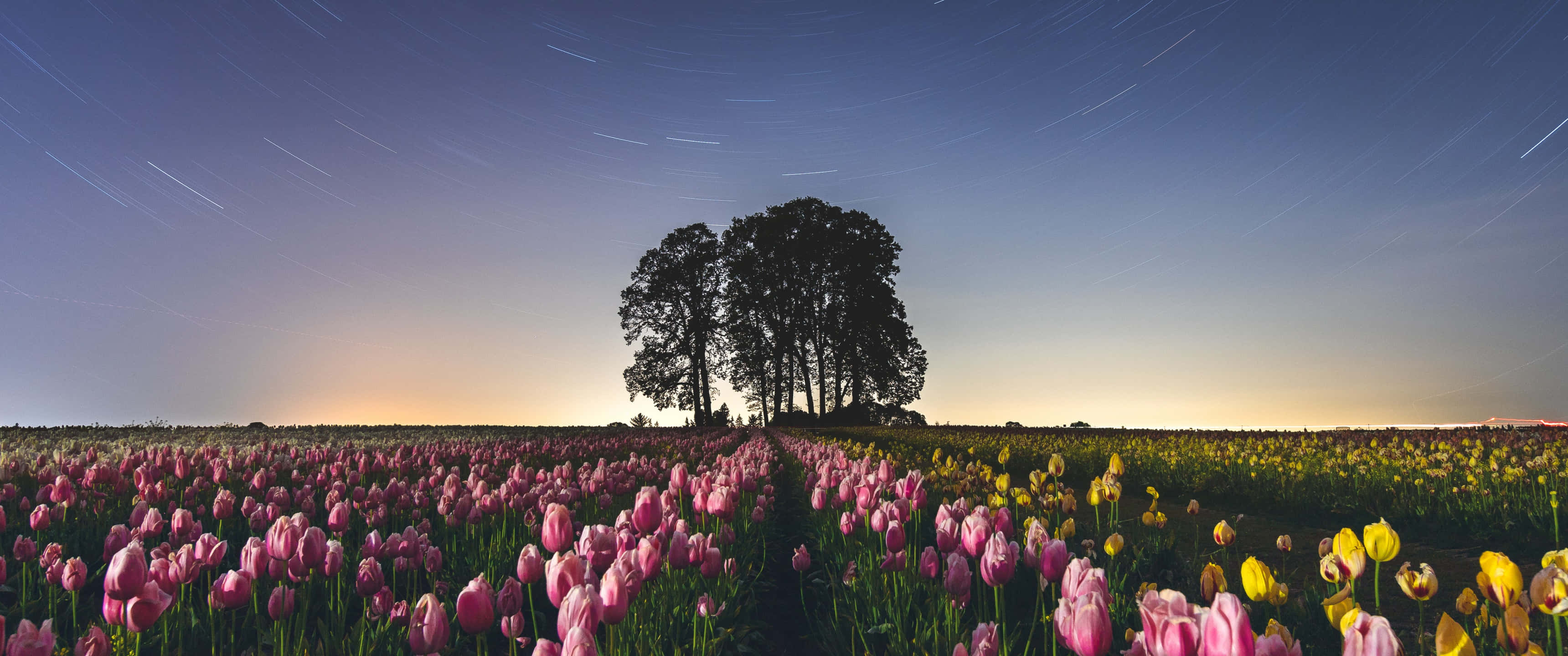 tulip field, pink and yellow tulips, lone tree silhouette, 2K Desktop Wallpaper