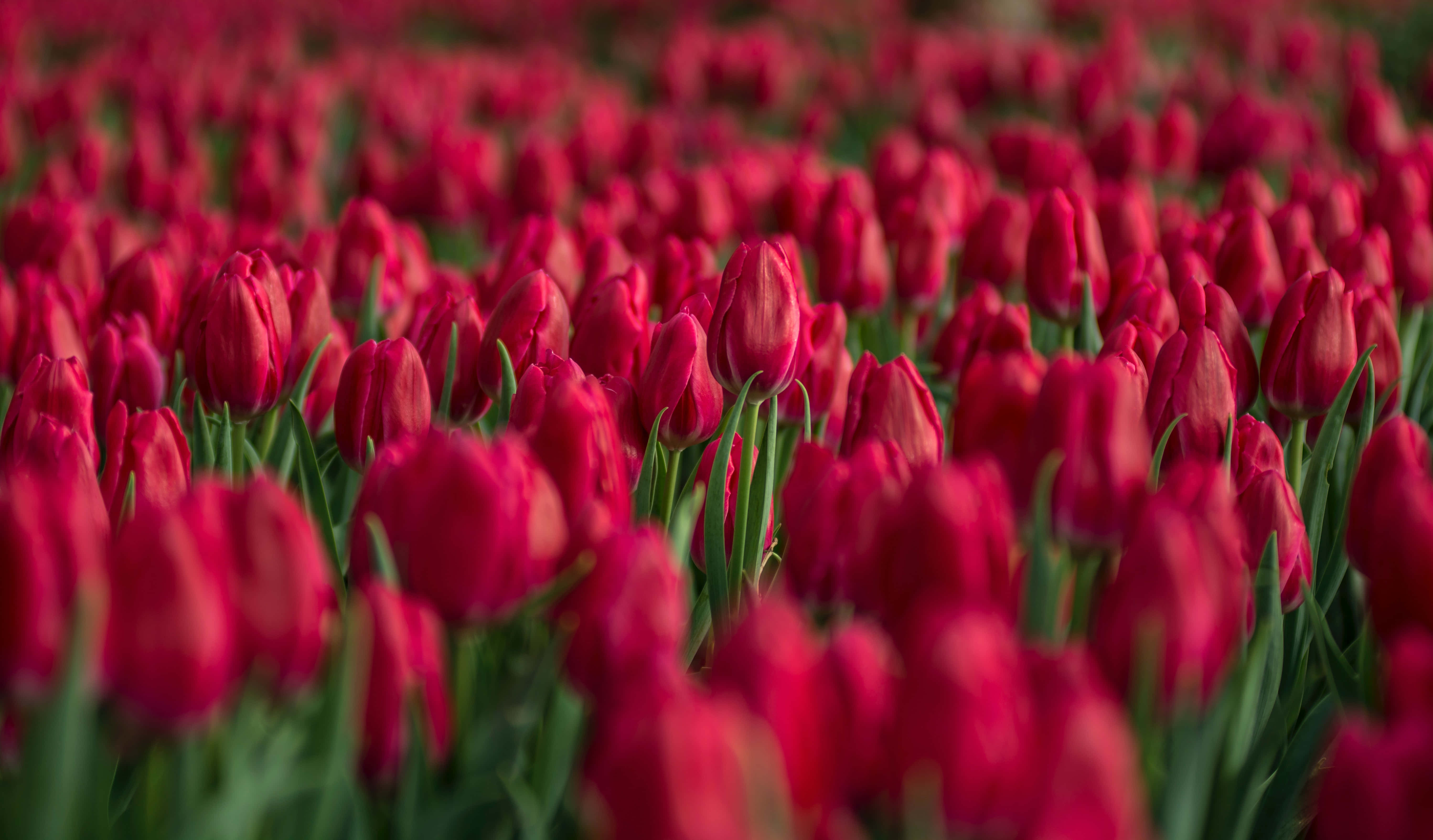 Tulip Field, vibrant red tulips, sunset, 5K Desktop Wallpaper