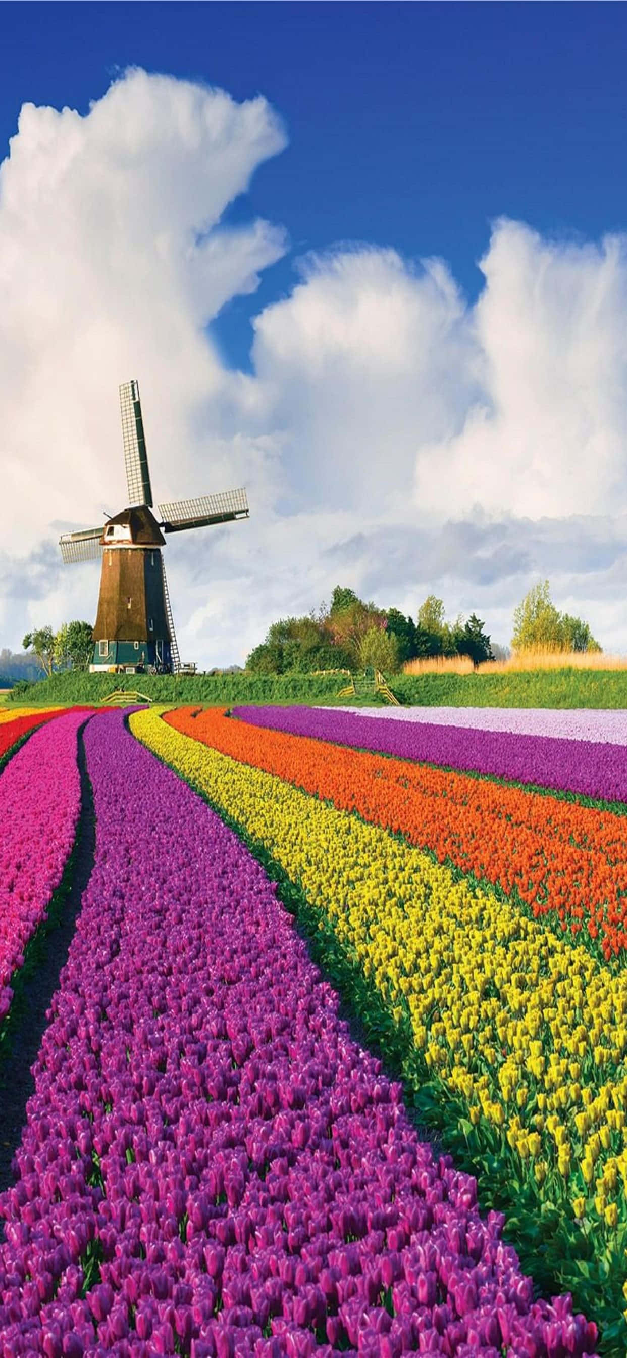 Tulip Field, rainbow tulip fields, classic wooden windmill, 2K Phone Wallpaper