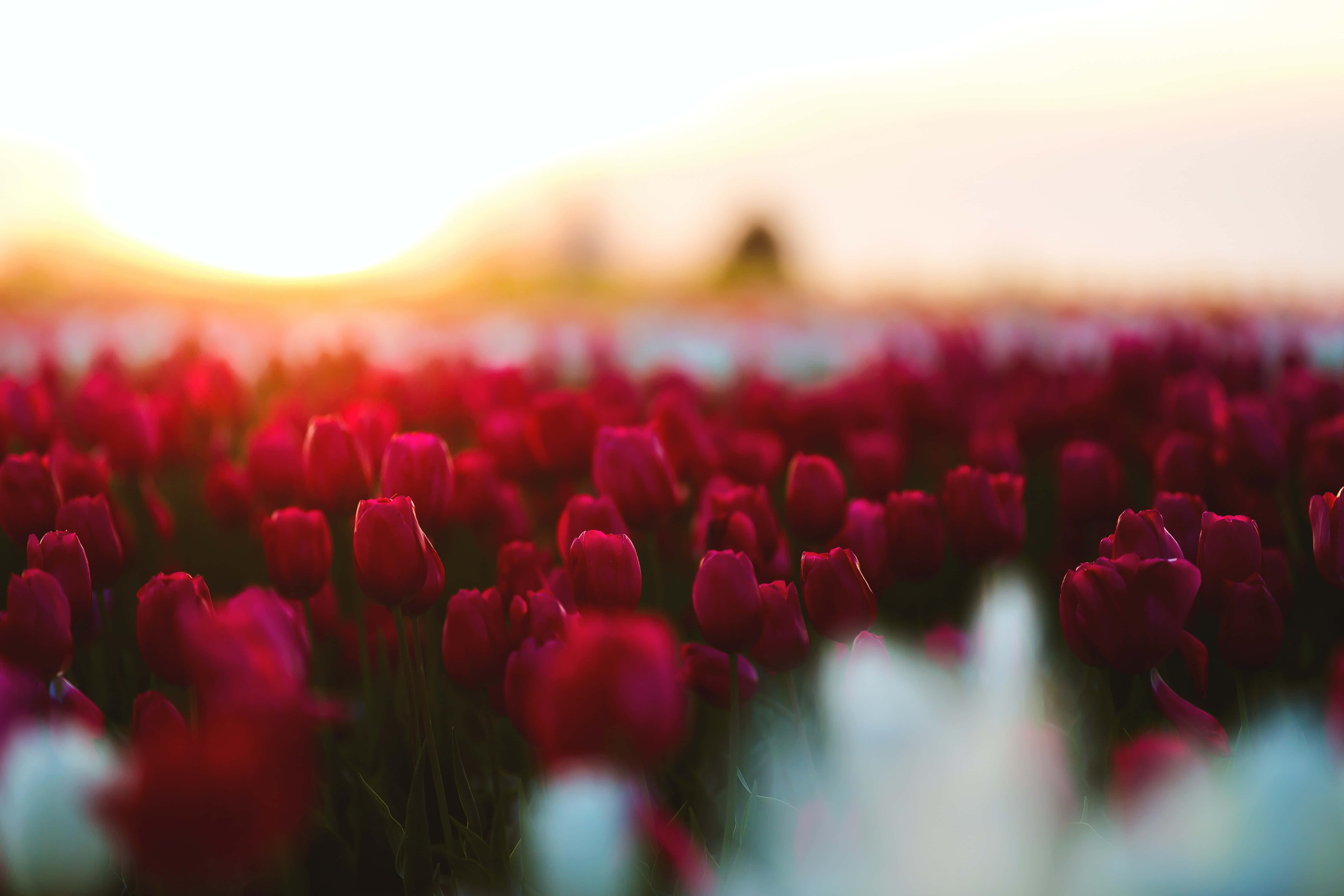 Tulip Field, deep red tulips, golden sunset light, 5K Desktop Wallpaper