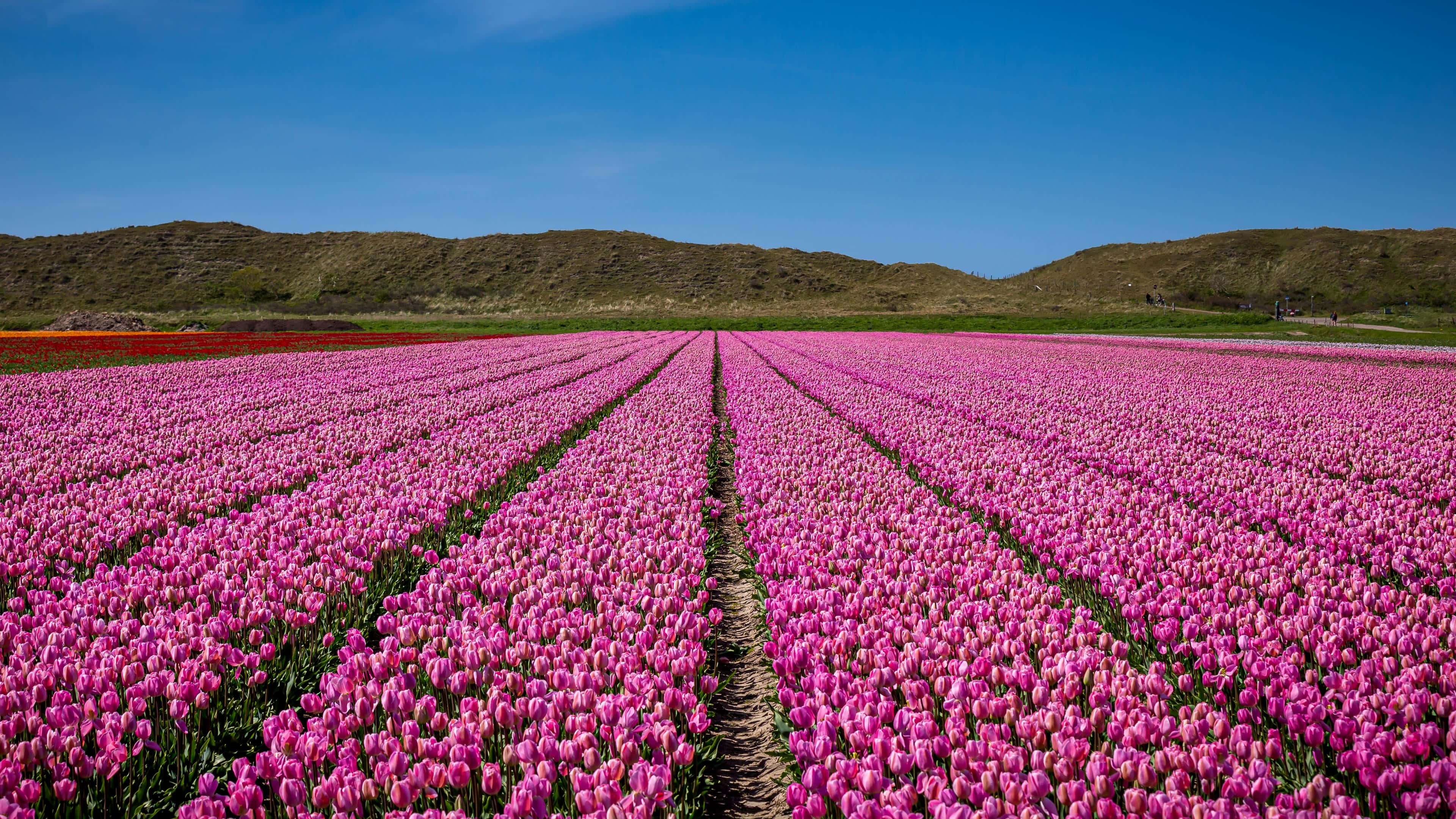 tulip field, vibrant pink tulips, clear blue sky, 4K Desktop Wallpaper