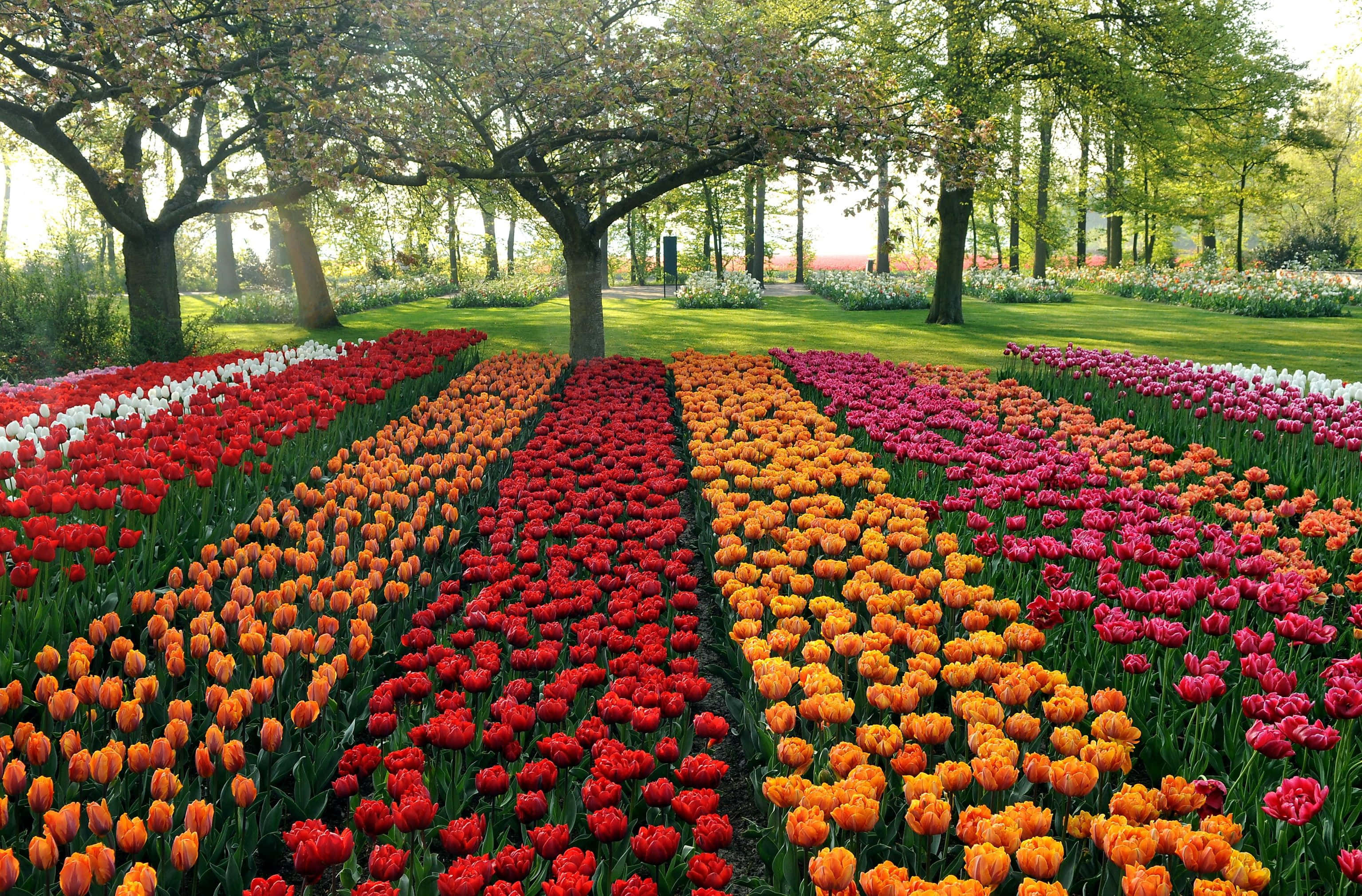 Tulip Field, red orange, pink, 2K Desktop Wallpaper