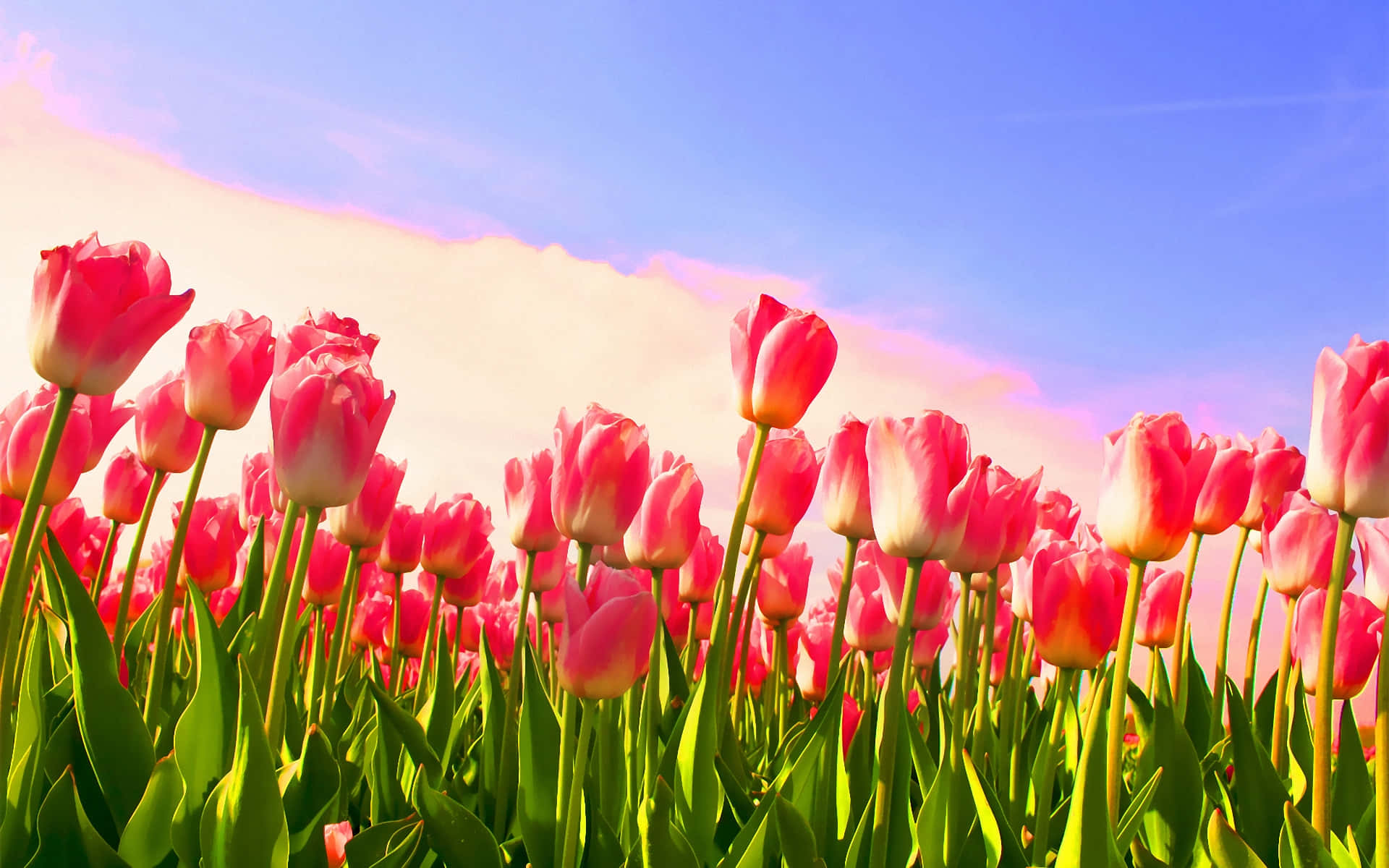Tulip Field, pink tulips, bright blue sky, Full HD Desktop Wallpaper