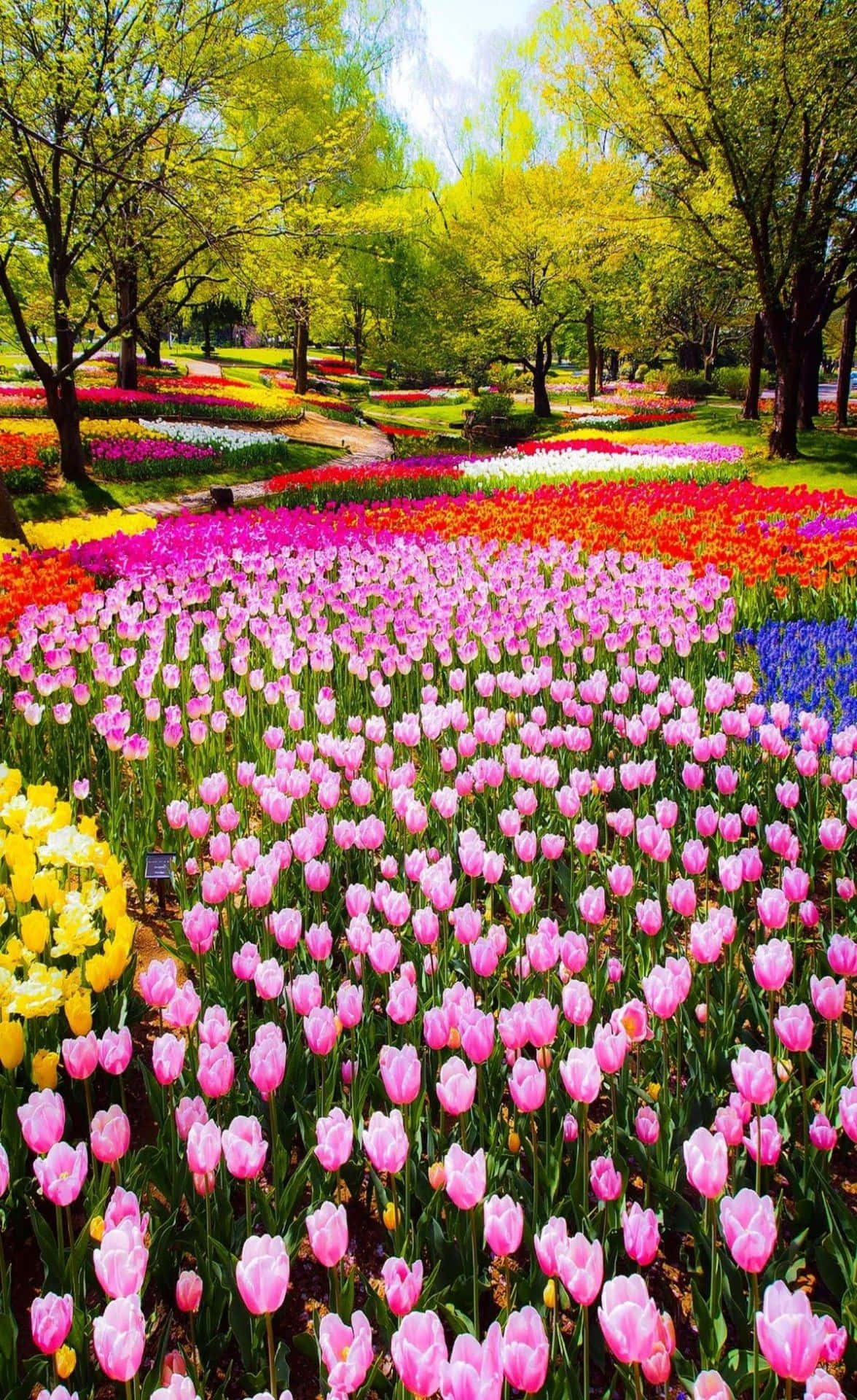 Tulip Field, pink red yellow and blue tulips, bright spring sun, Full HD Phone Wallpaper