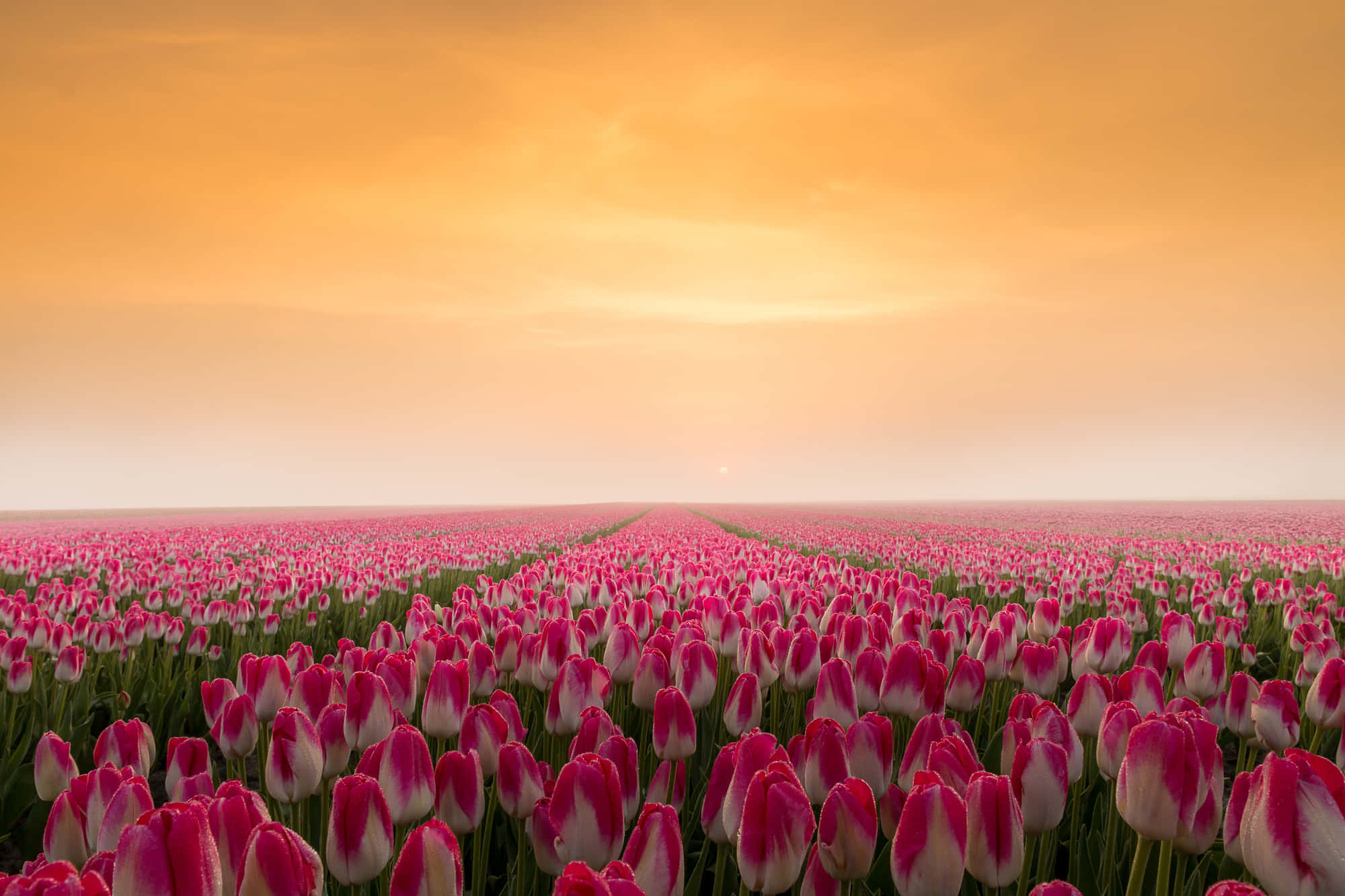 Tulip Field, pink and white tulips, golden sunset sky, Full HD Desktop Wallpaper